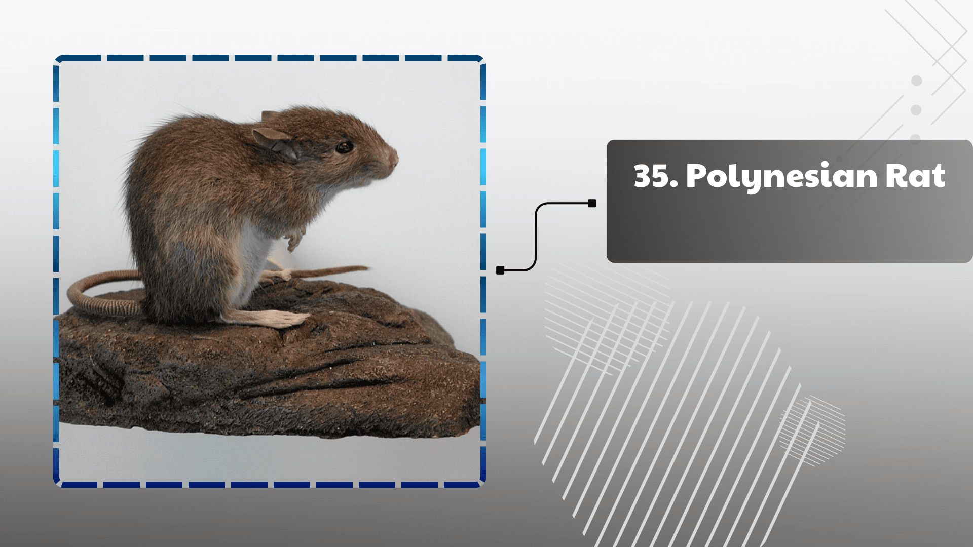 Polynesian Rat