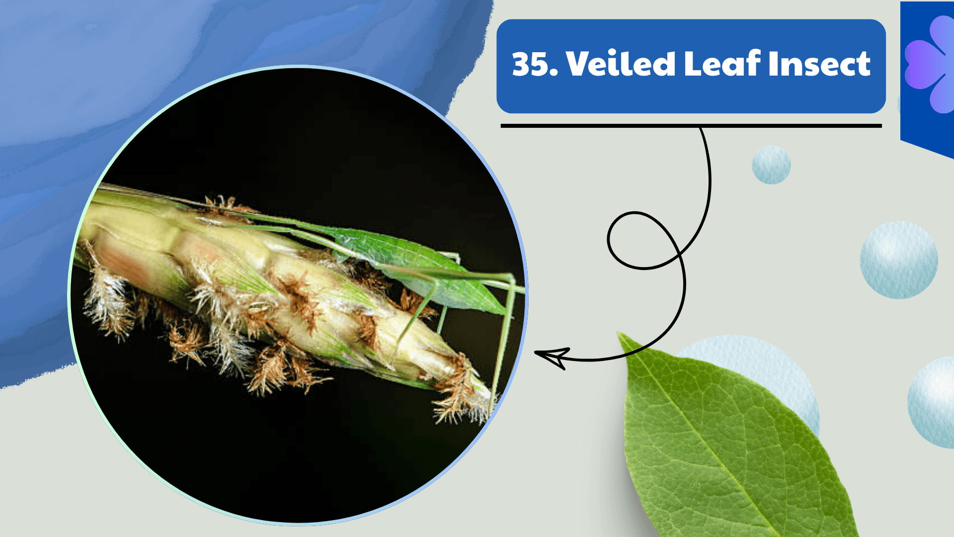 Veiled Leaf Insect