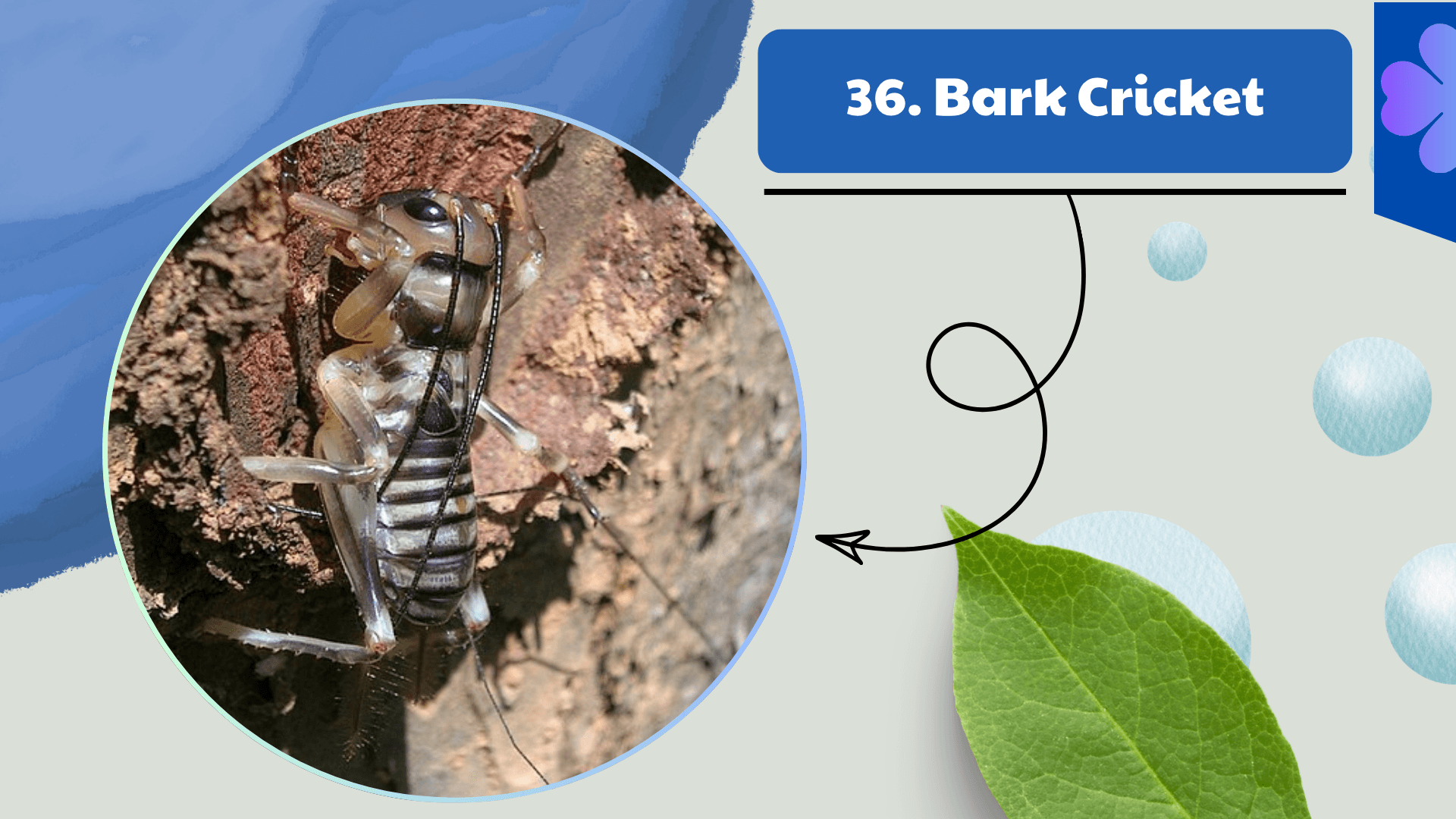 Bark Cricket