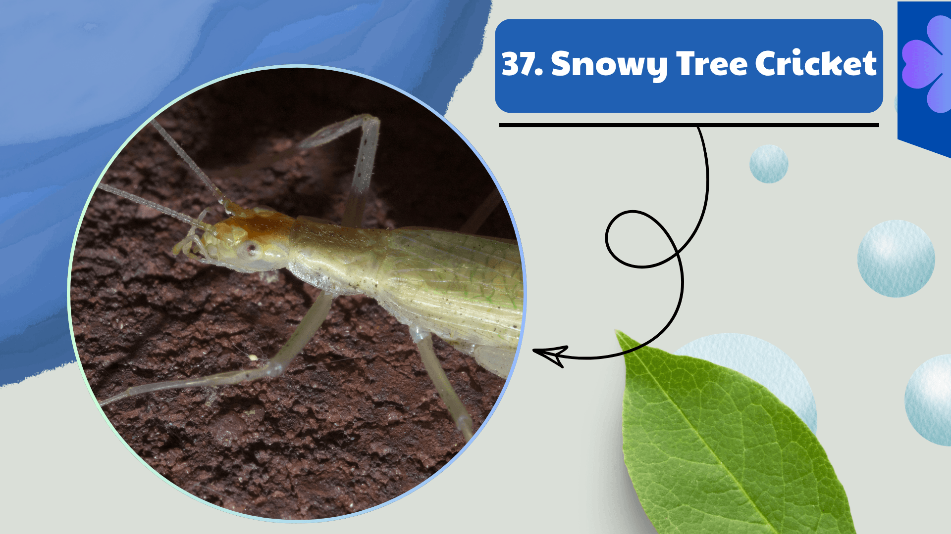 Snowy Tree Cricket