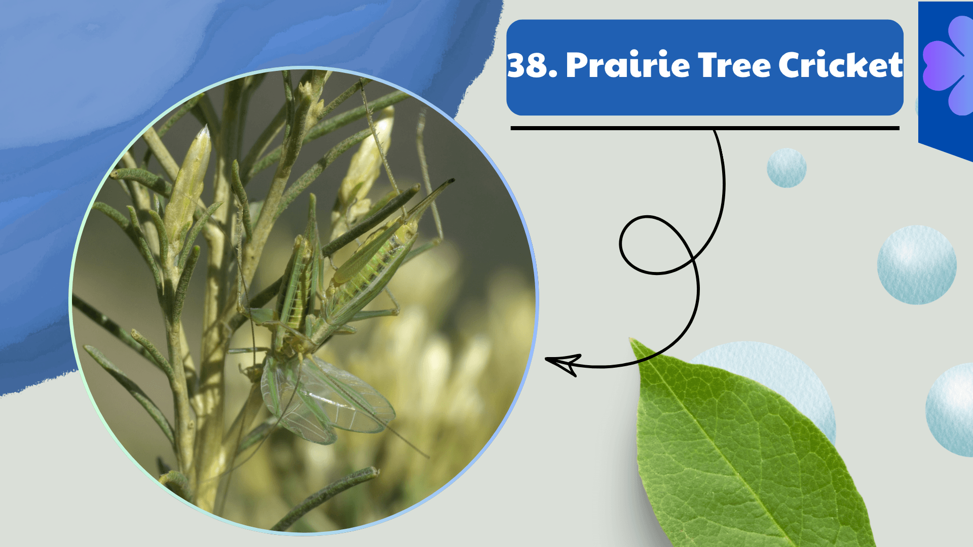 Prairie Tree Cricket