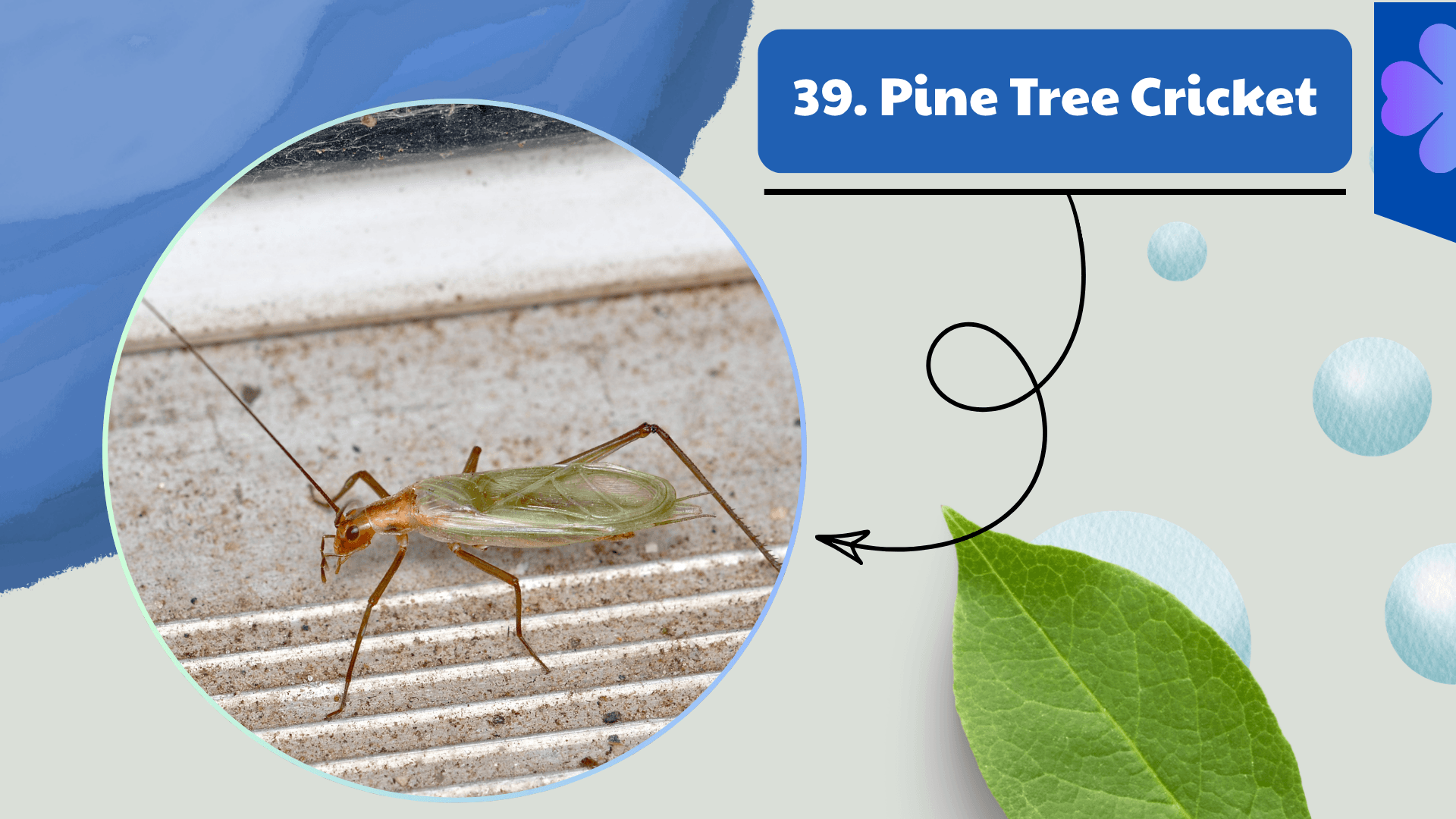 Pine Tree Cricket