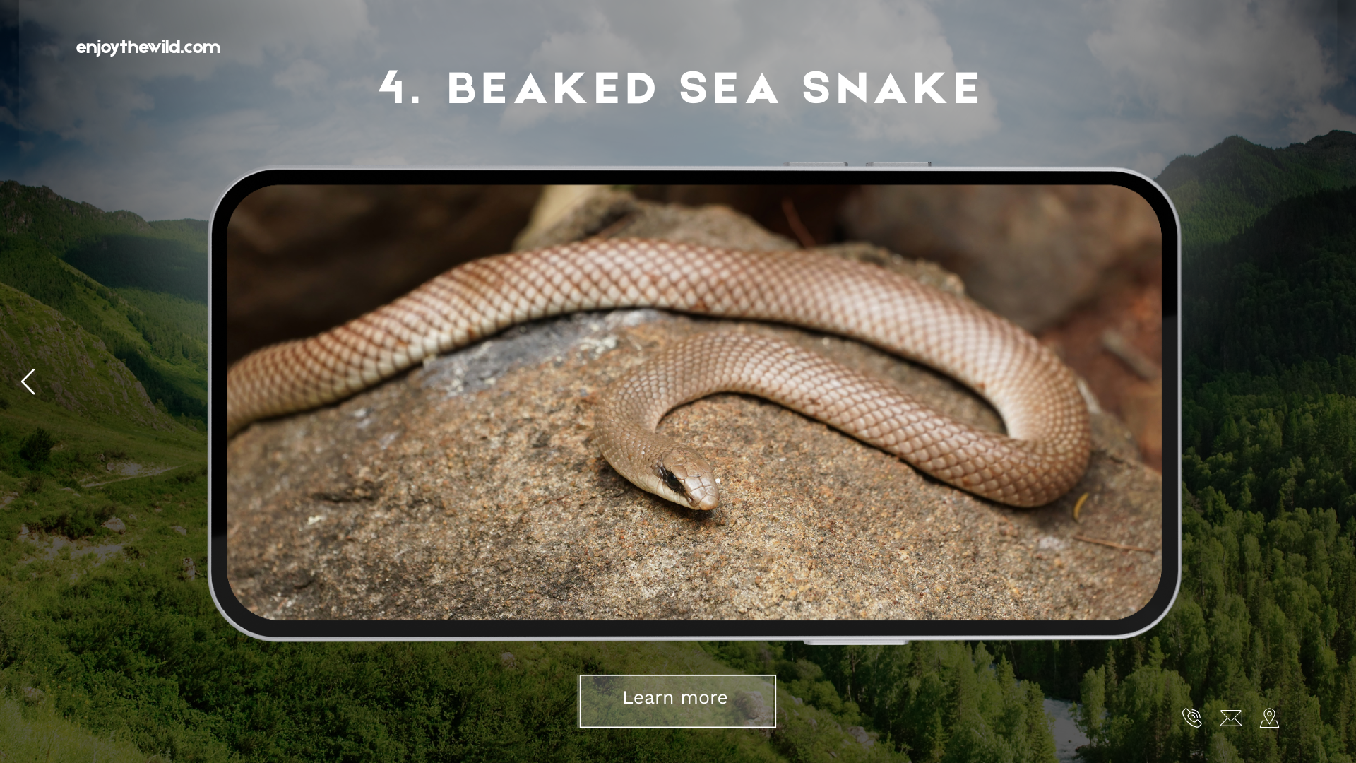 Beaked Sea Snake