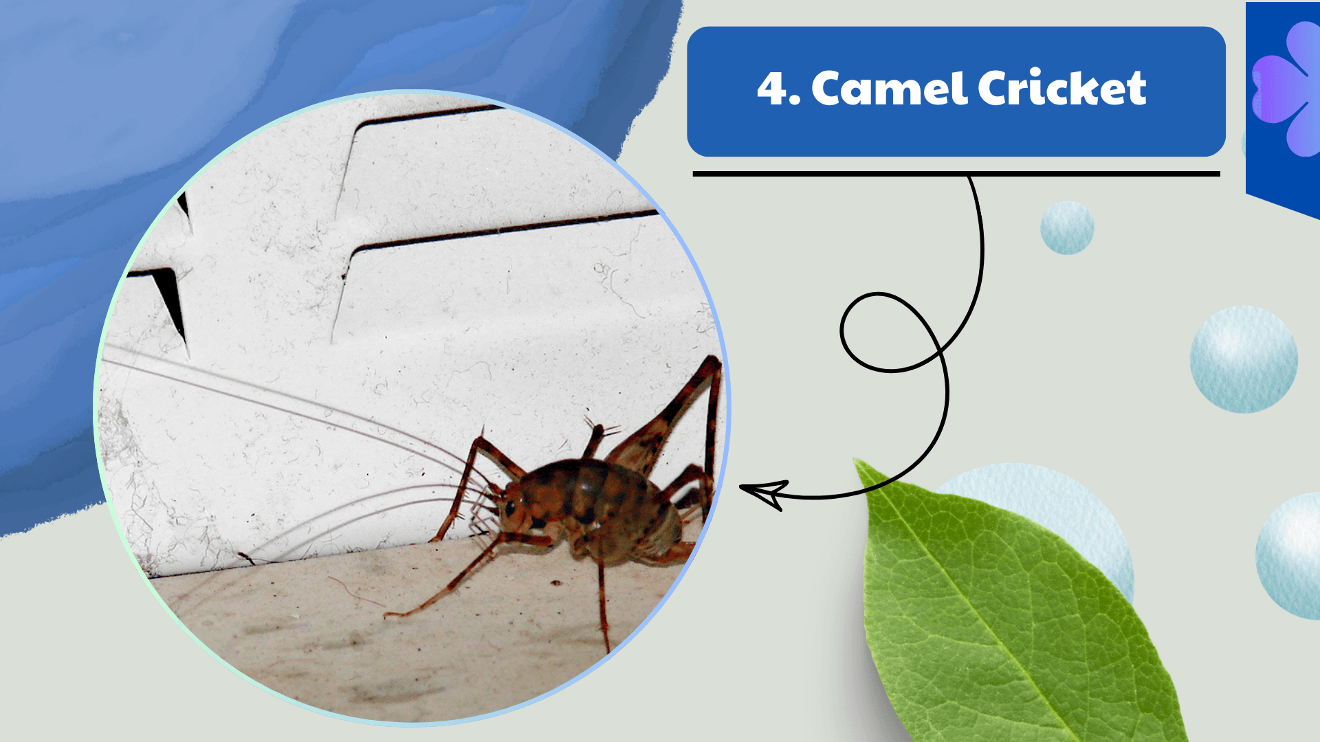 Camel Cricket