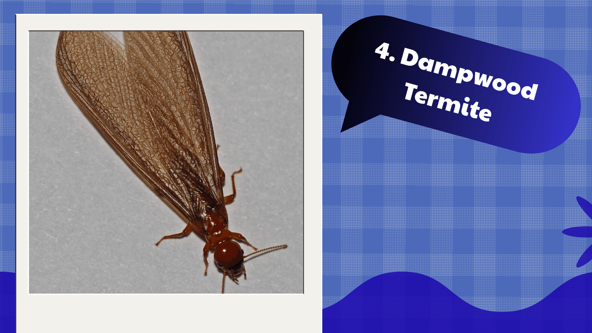 Dampwood Termite