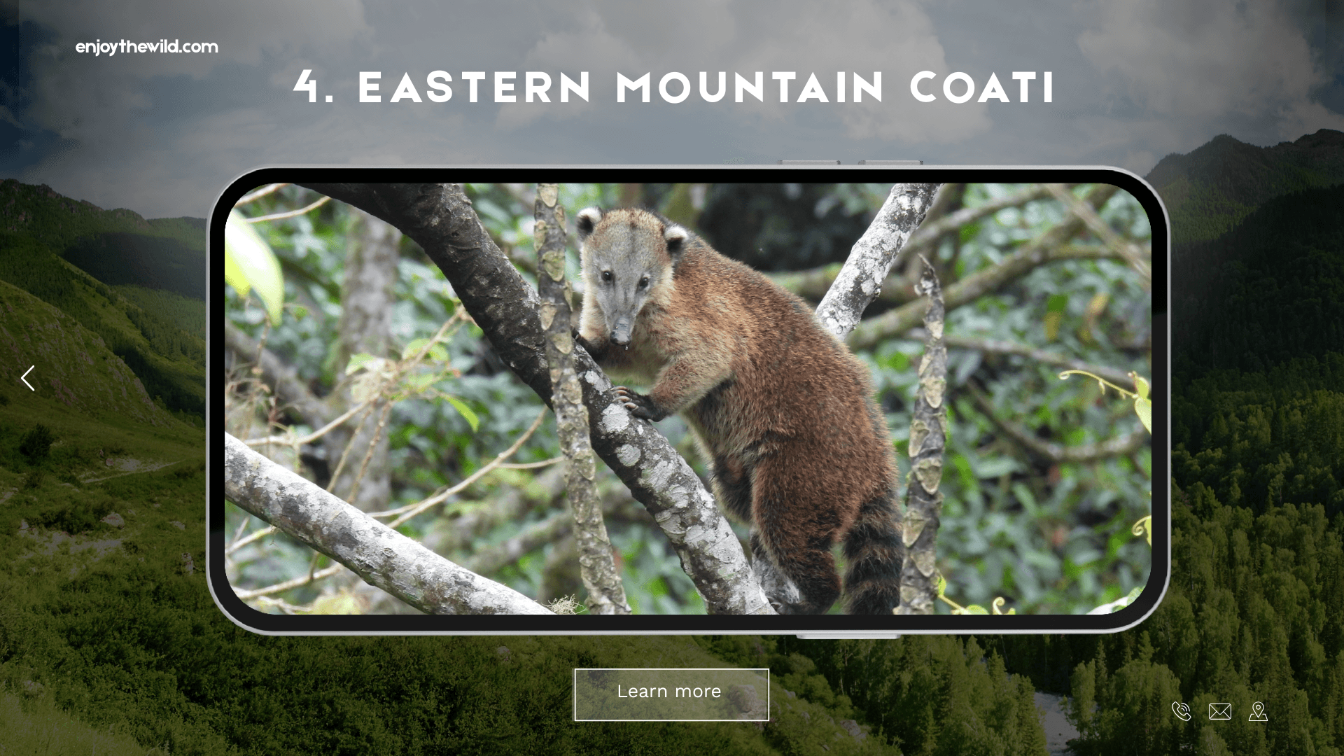 Eastern Mountain Coati