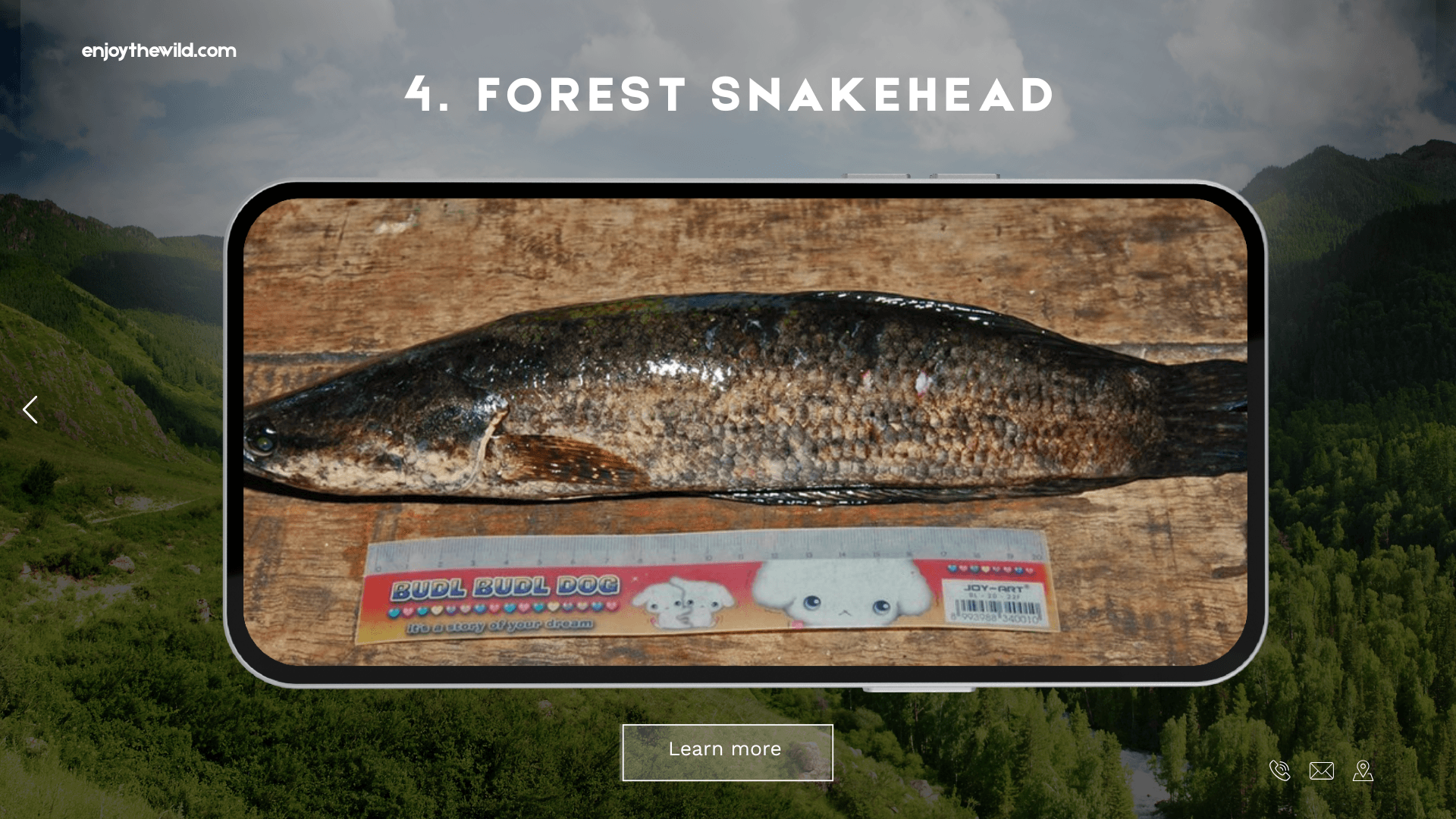 Forest Snakehead