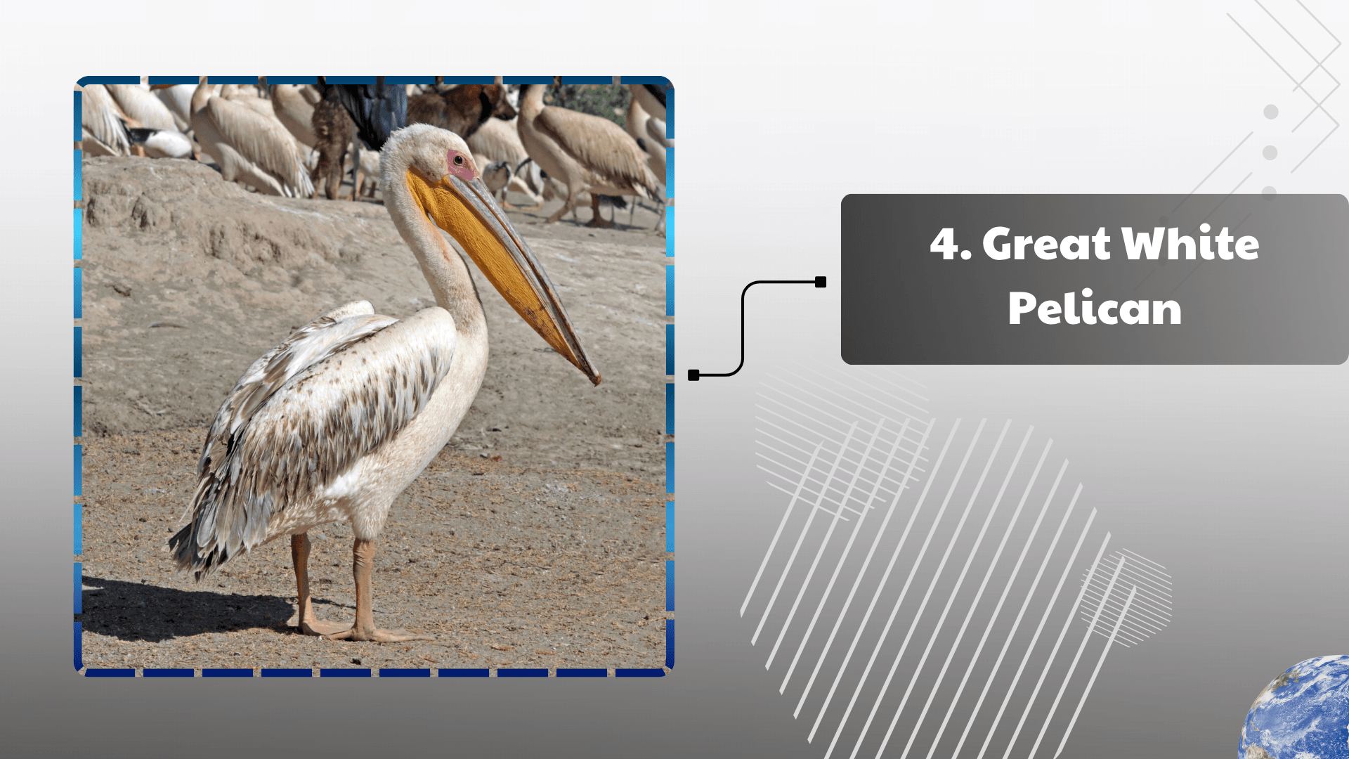 Great White Pelican