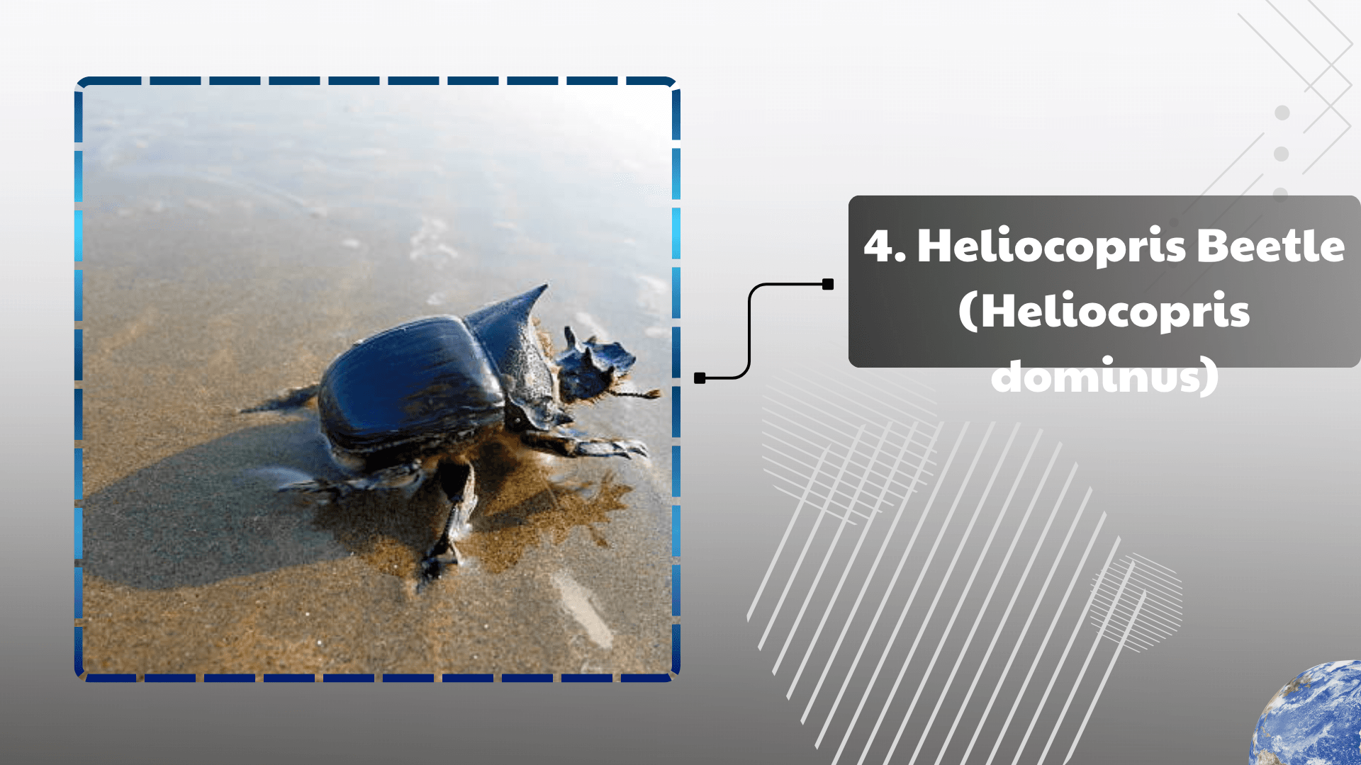 Heliocopris Beetle