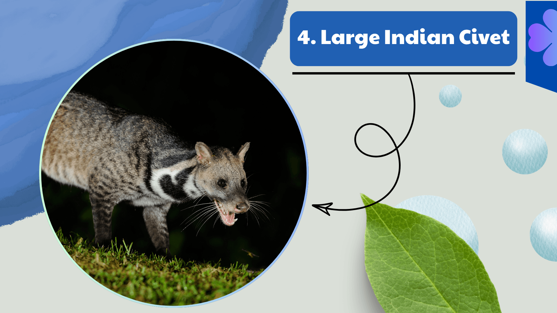 Large Indian Civet