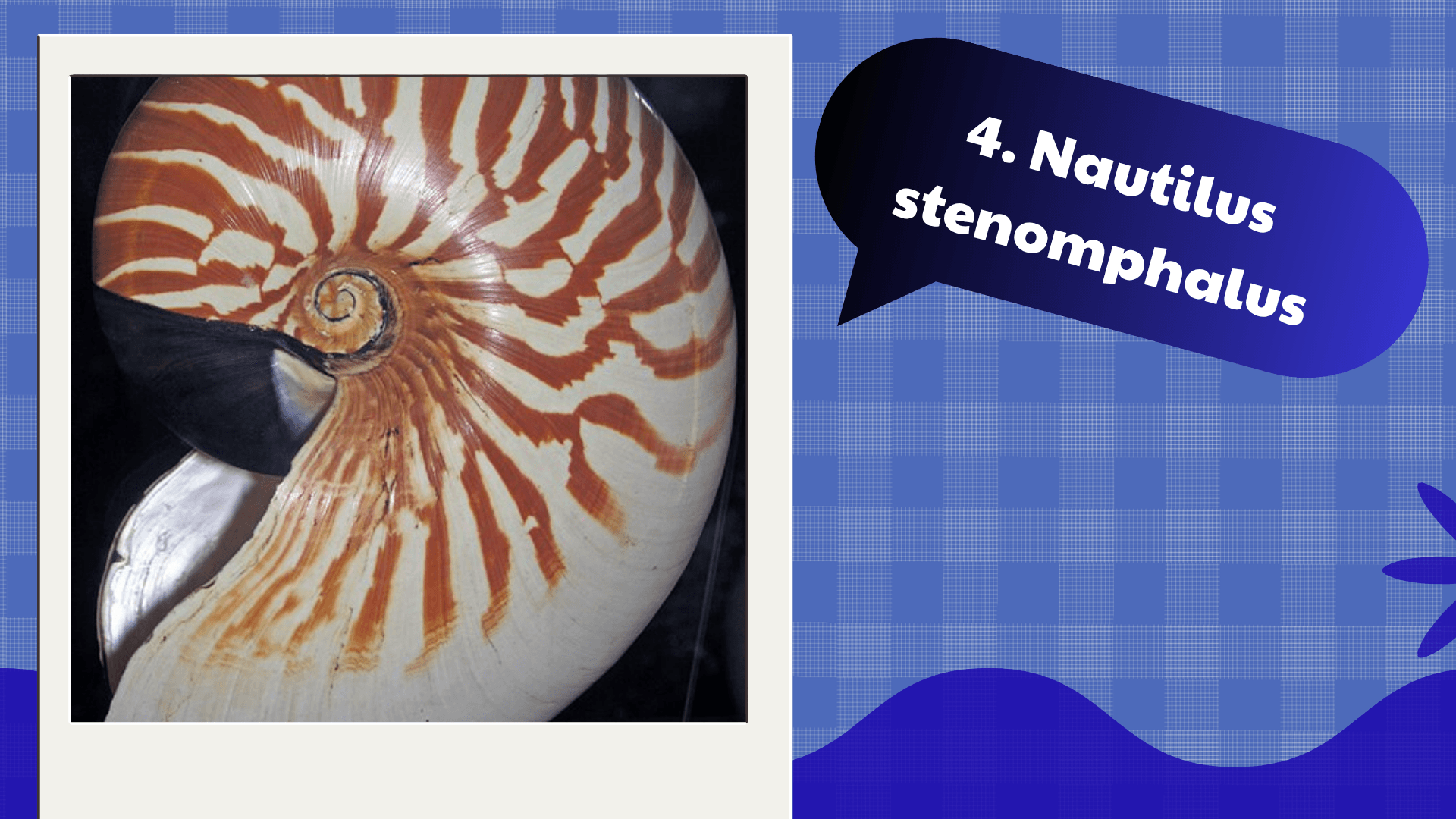 Nautilus stenomphalus
