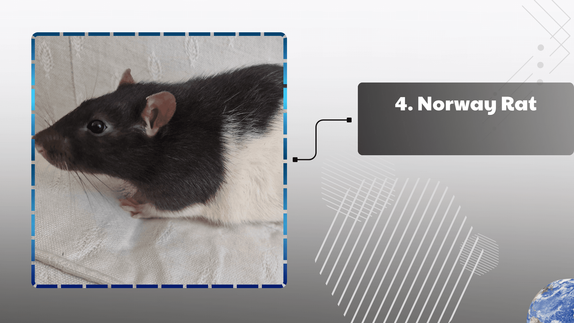 Norway Rat