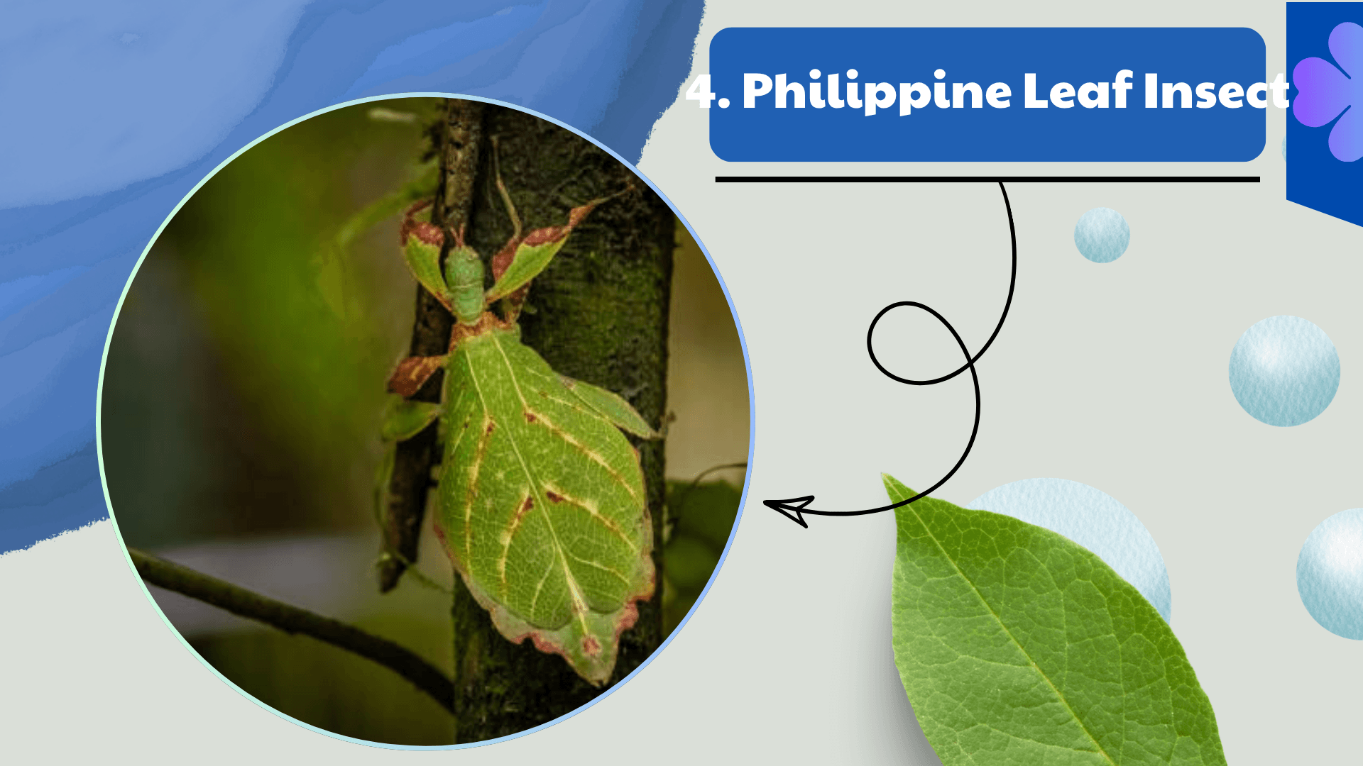 Philippine Leaf Insect