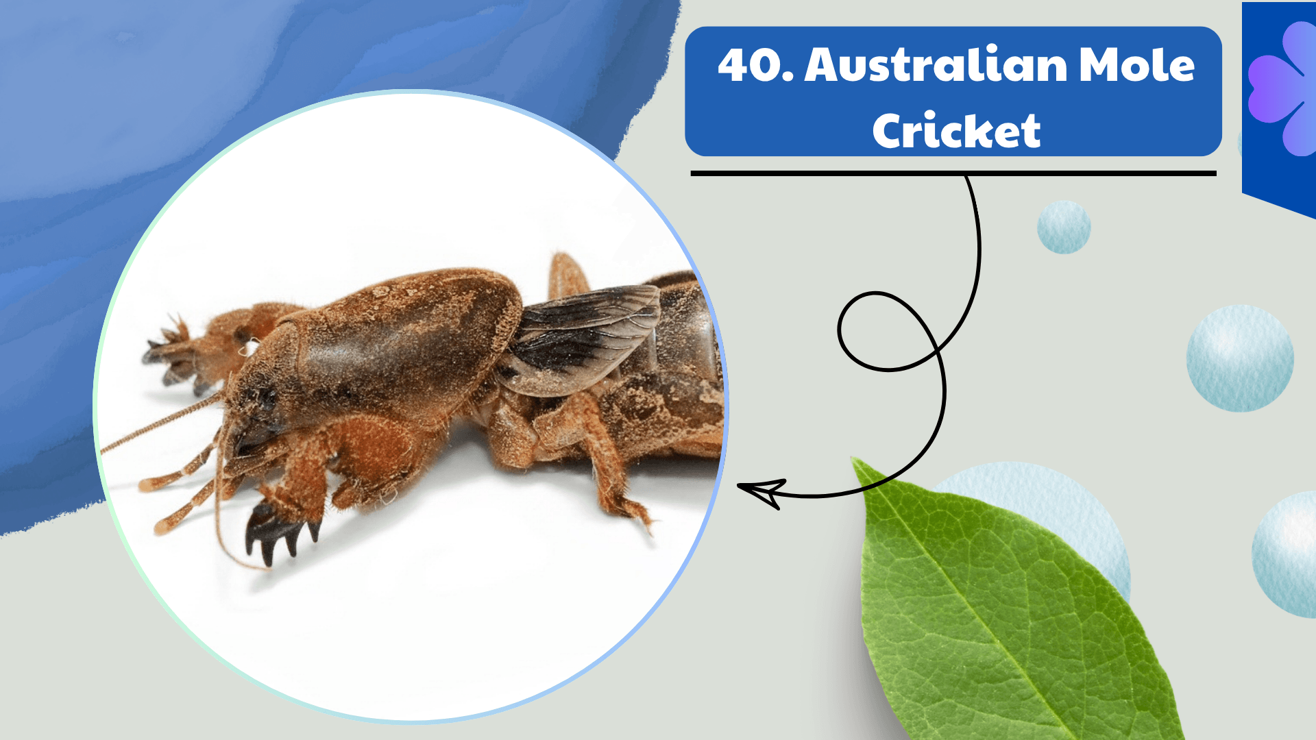 Australian Mole Cricket