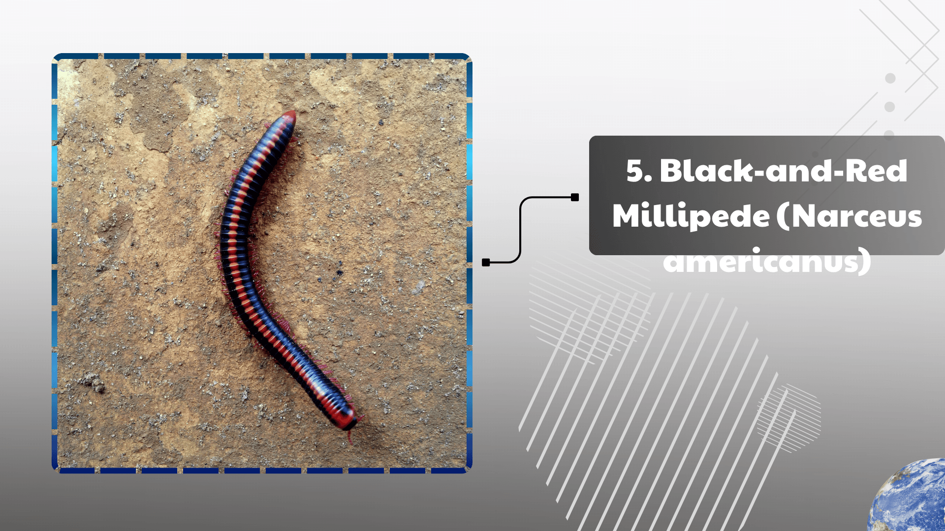 Black-and-Red Millipede