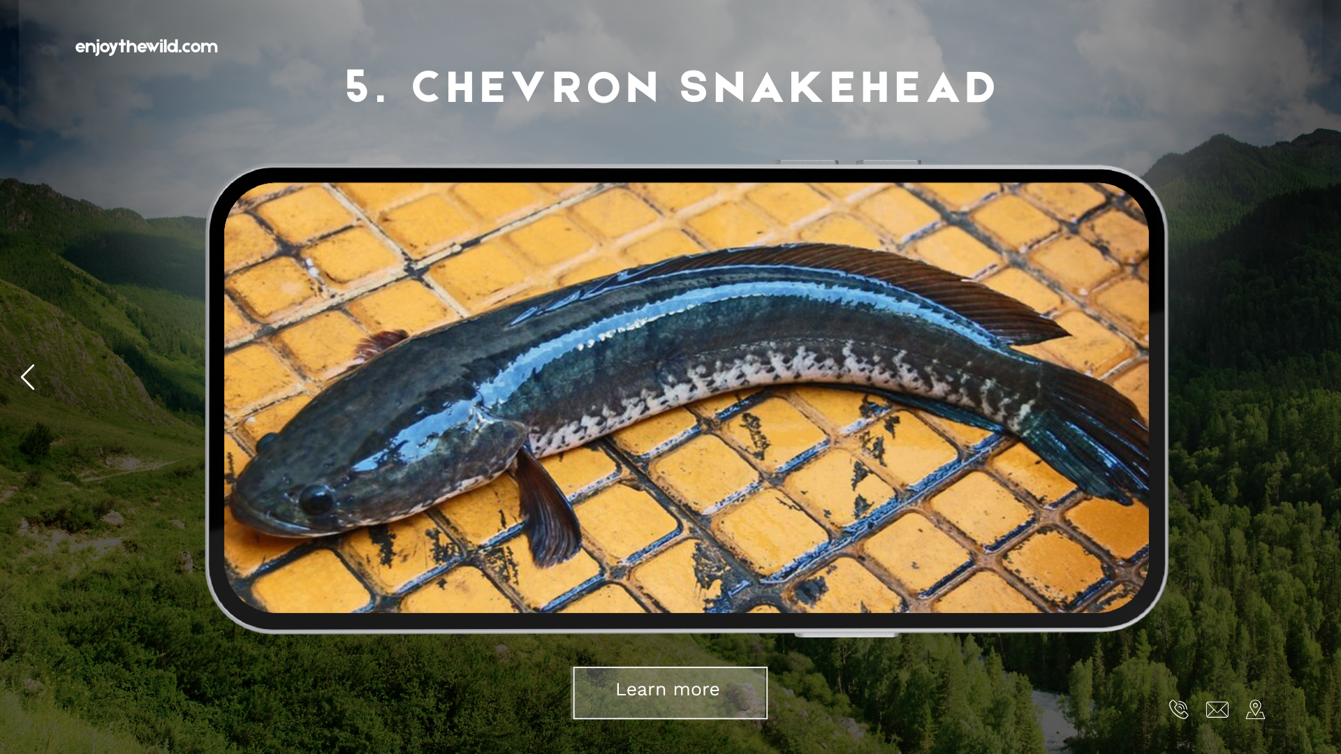 Chevron Snakehead