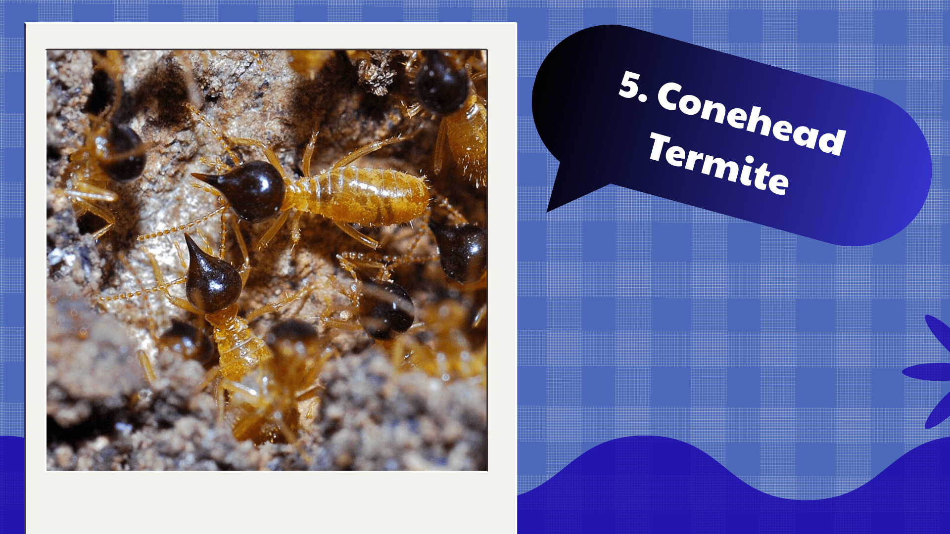 Conehead Termite