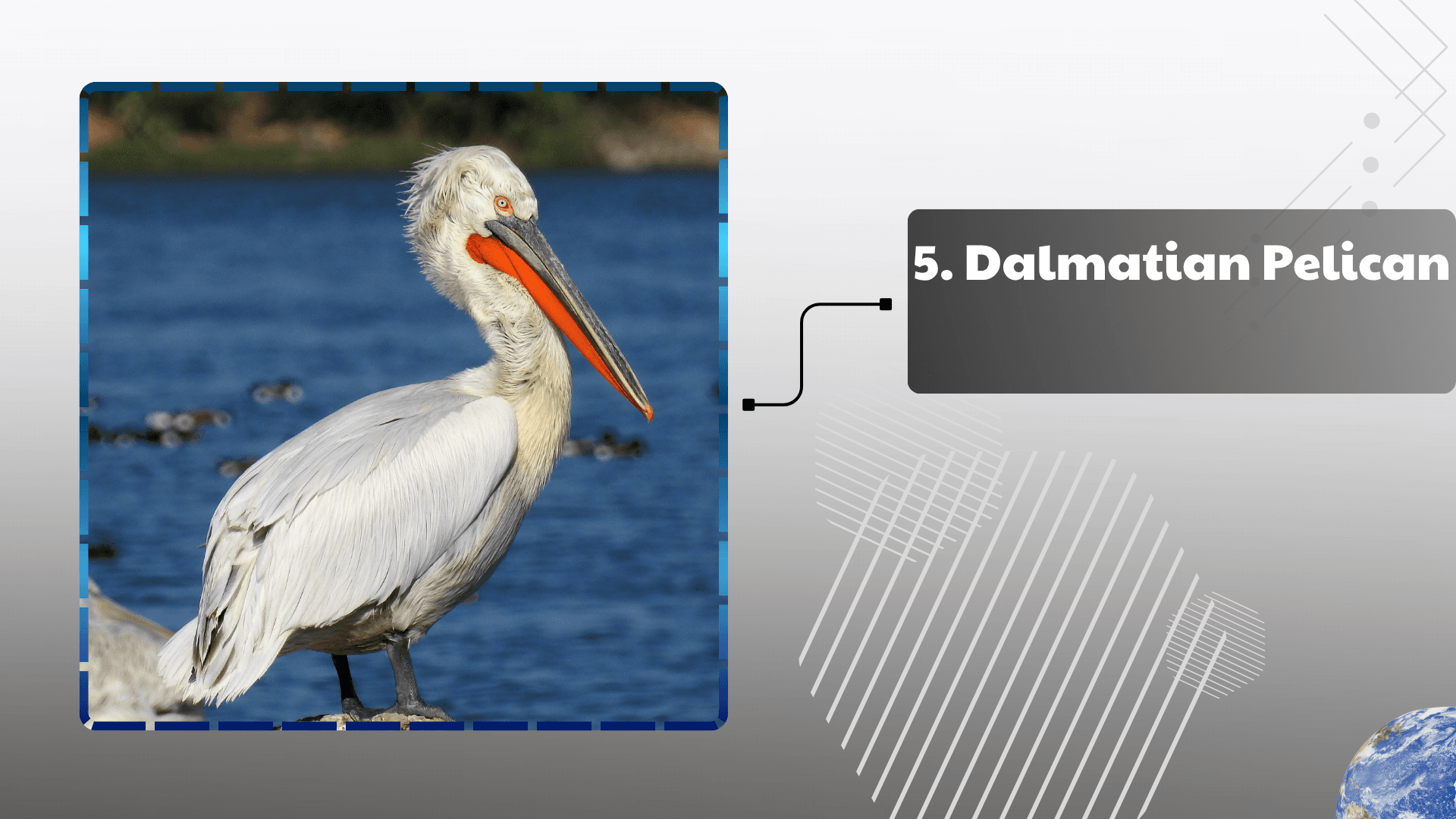 Dalmatian Pelican