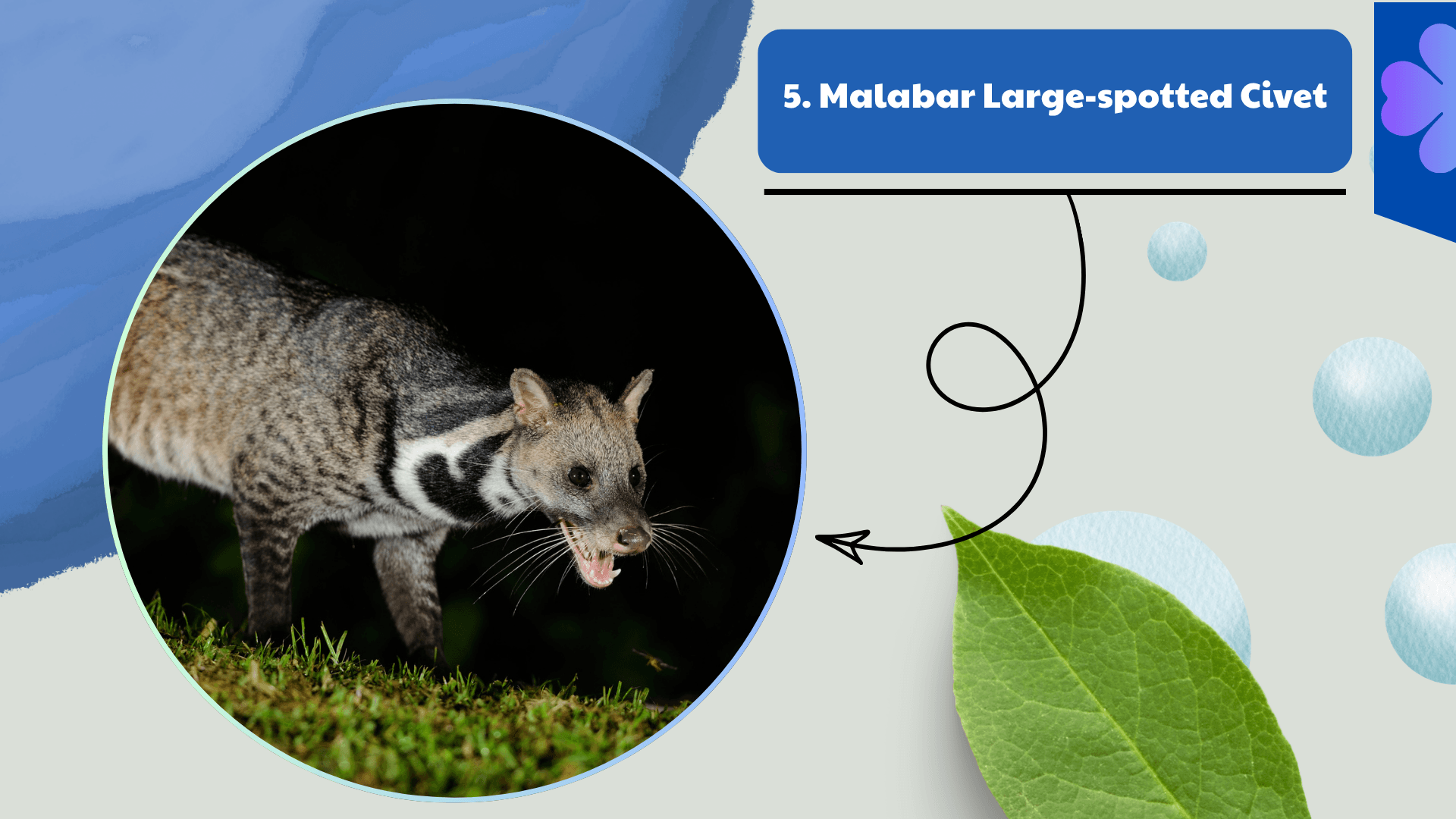Malabar Large-spotted Civet