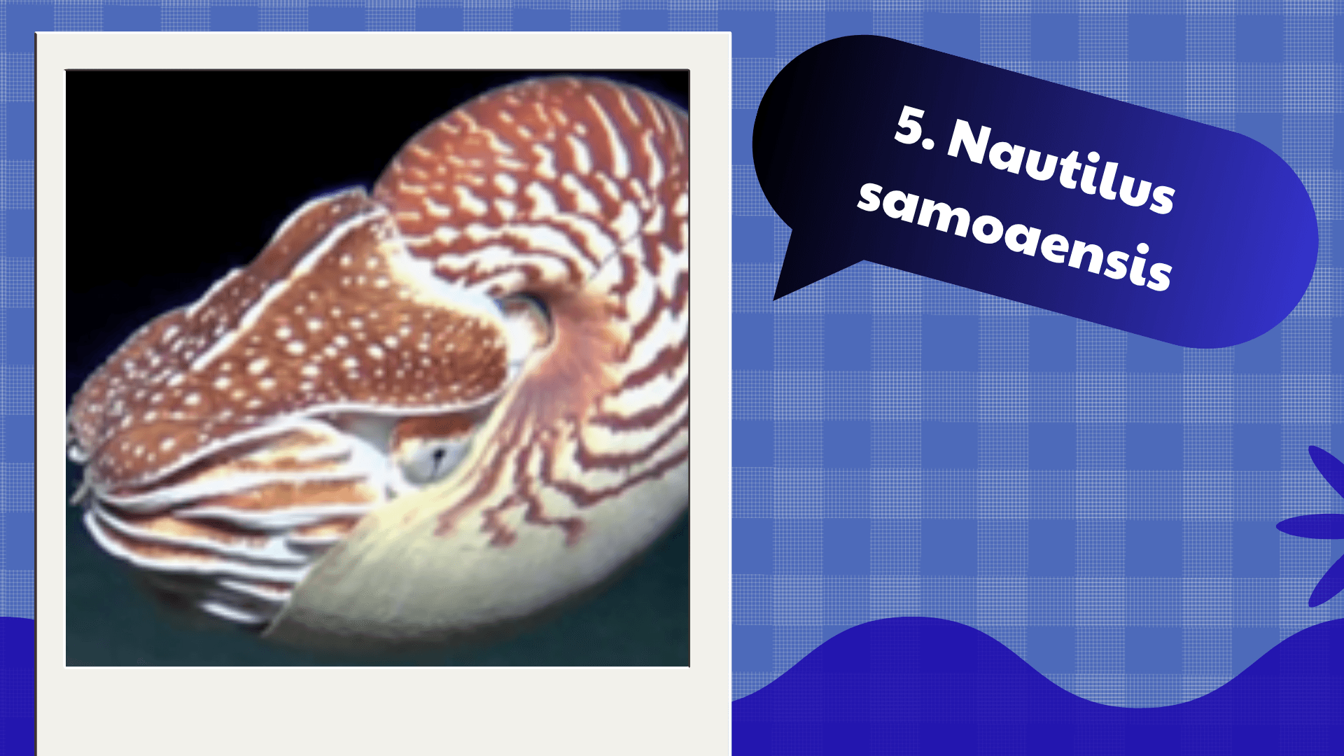 Nautilus samoaensis