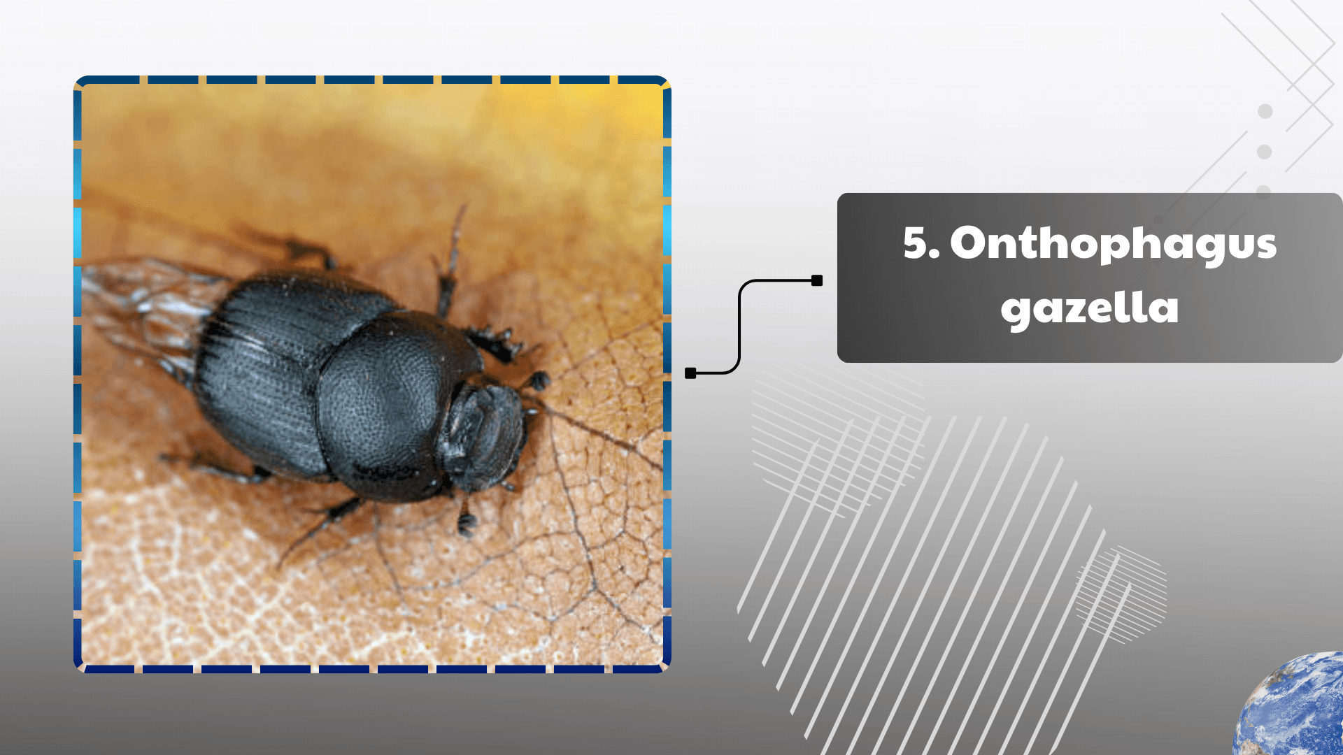 Onthophagus gazella