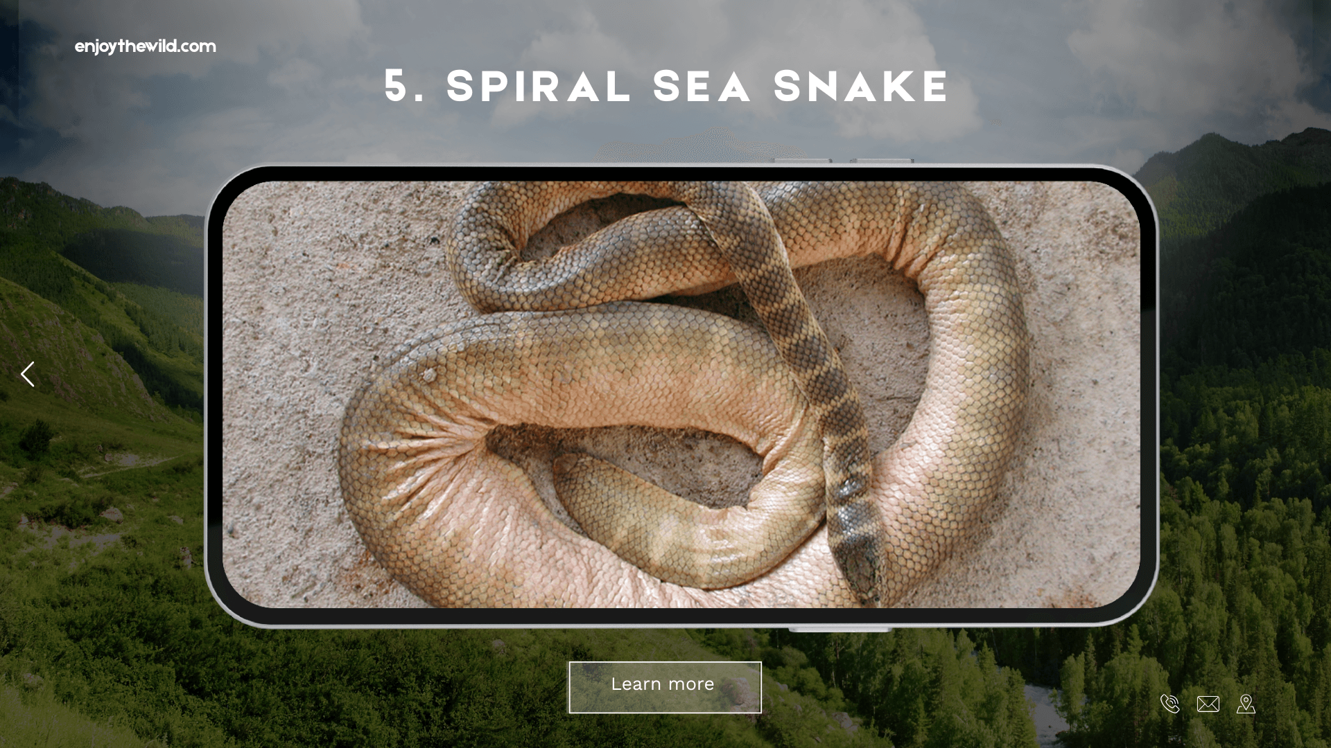 Spiral Sea Snake