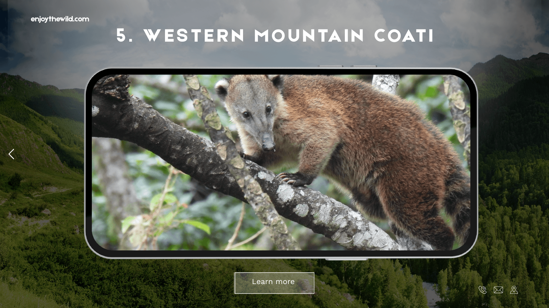 Western Mountain Coati