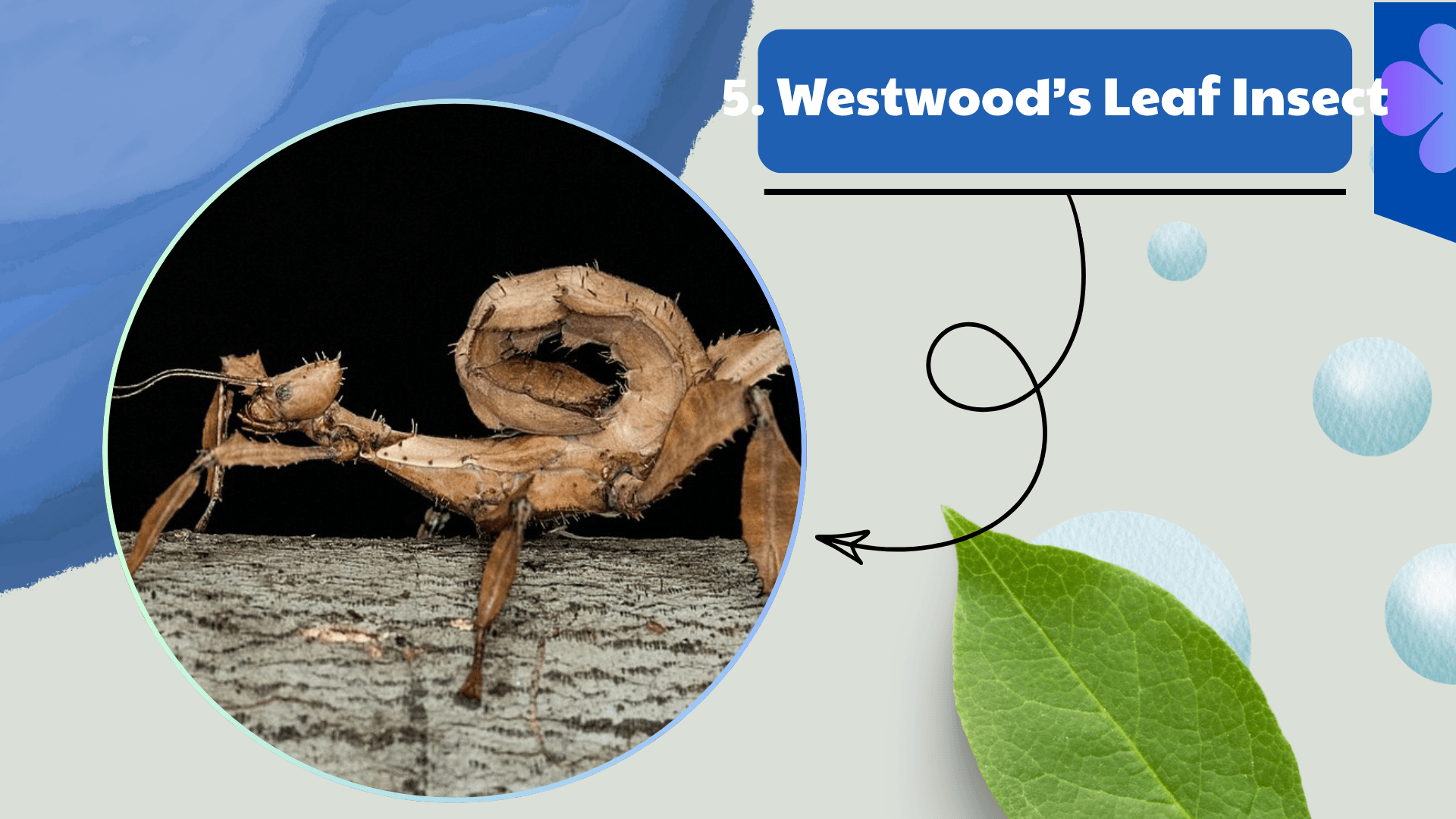 Westwood’s Leaf Insect