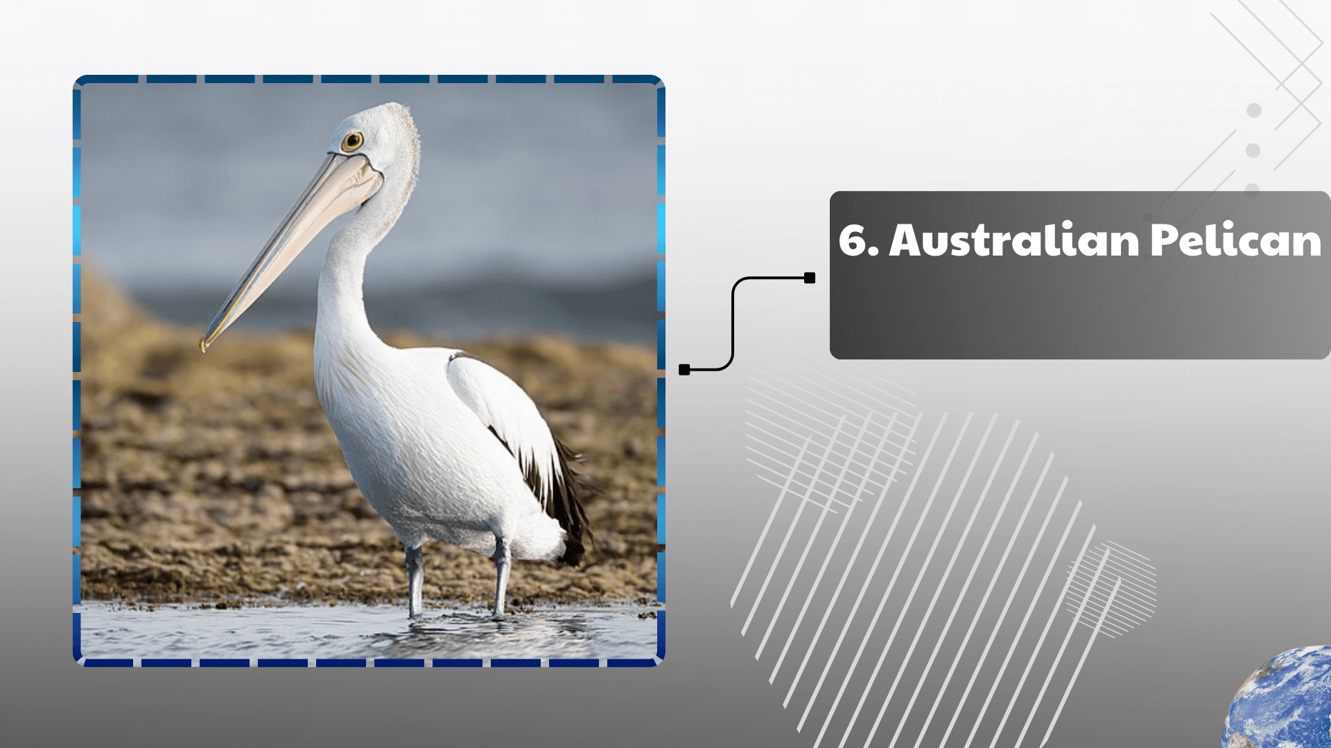 Australian Pelican