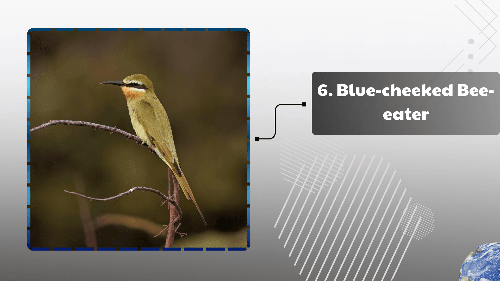 Blue-cheeked Bee-eater