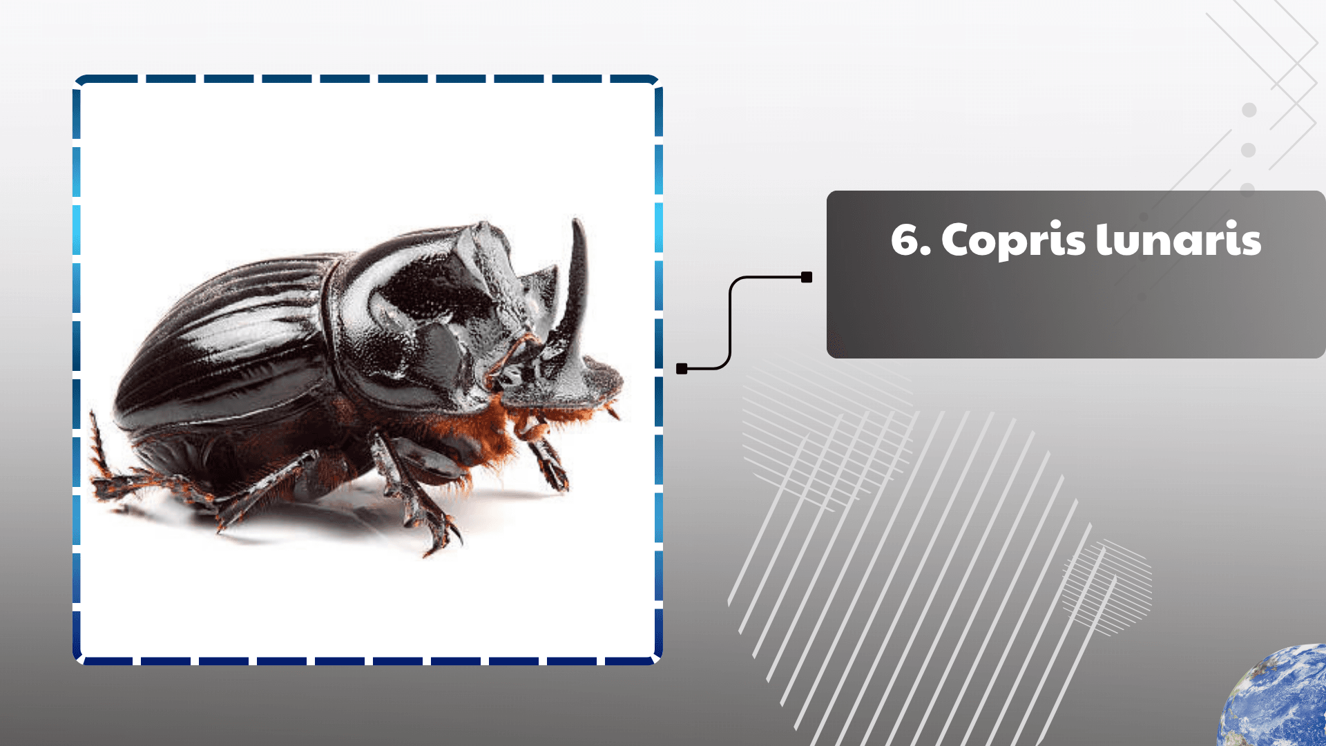 Copris lunaris