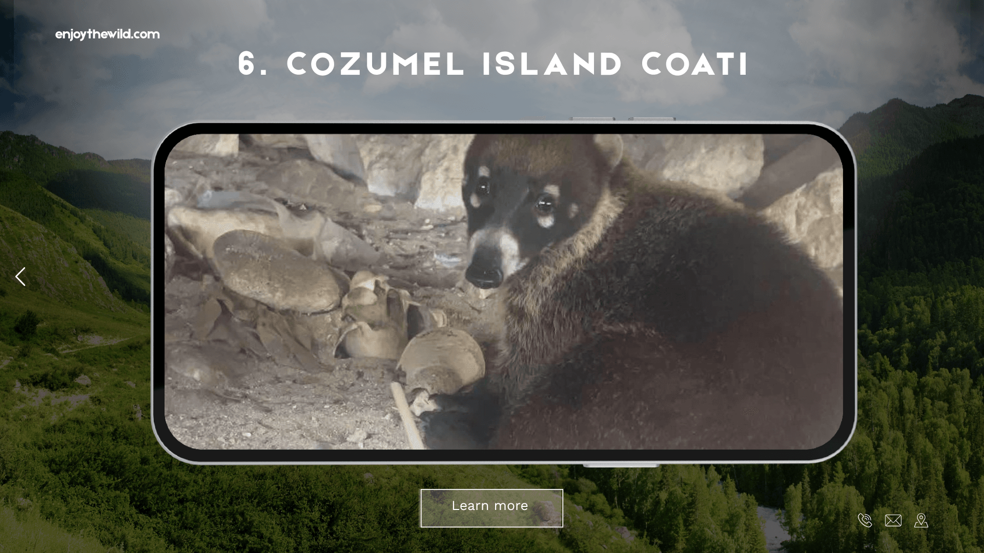 Cozumel Island Coati