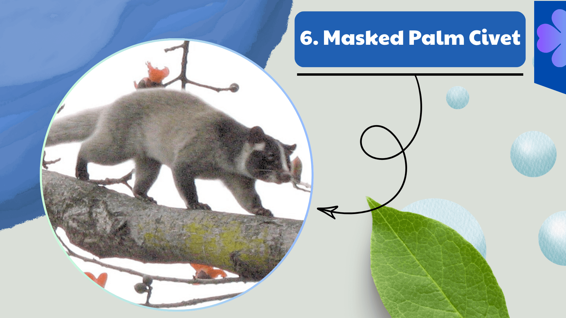 Masked Palm Civet