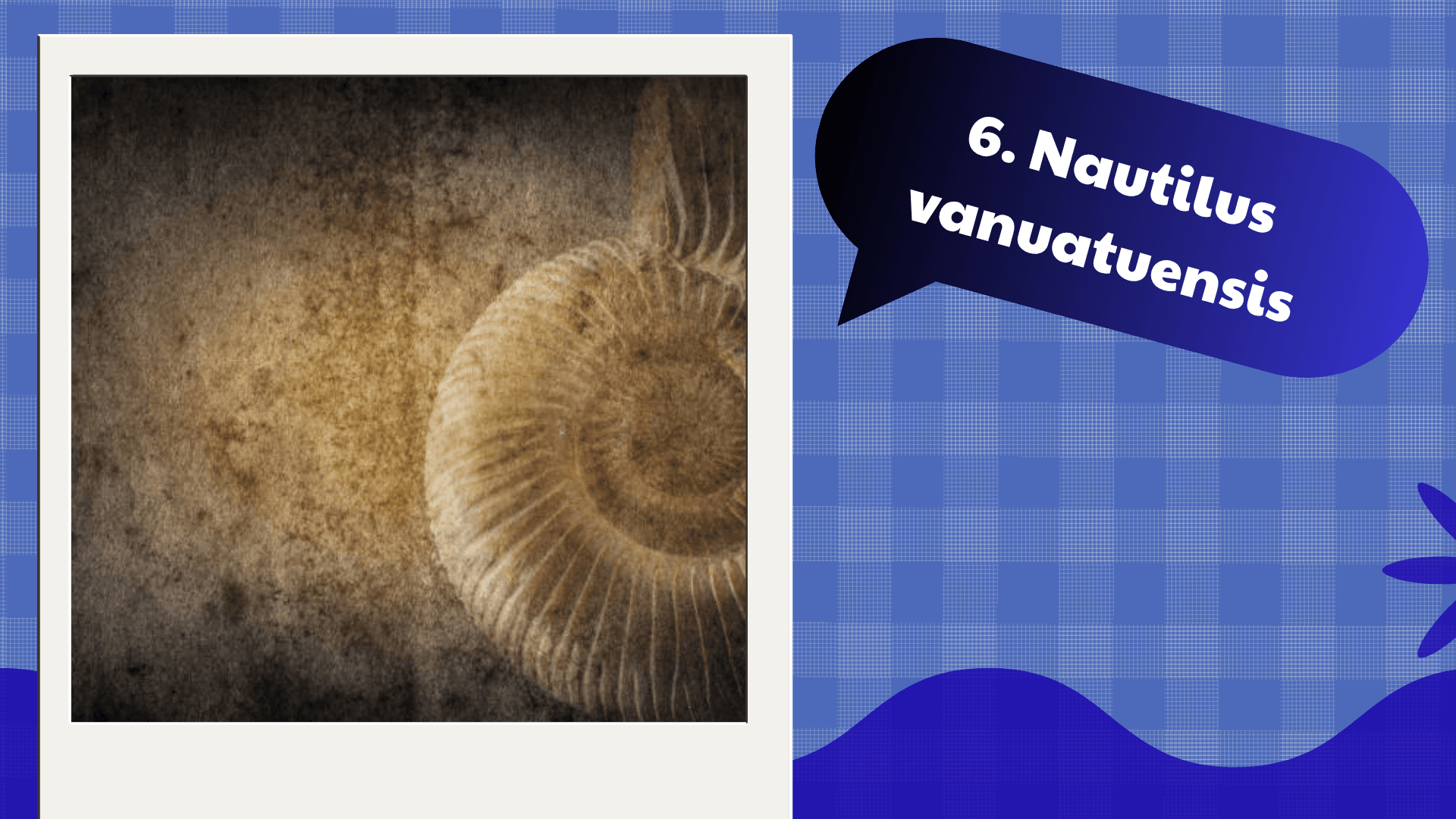 Nautilus vanuatuensis