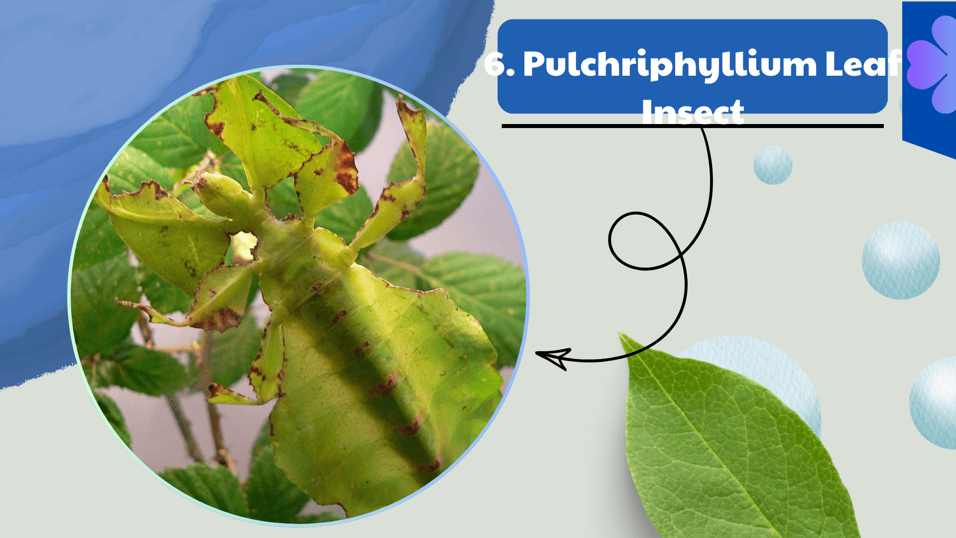 Pulchriphyllium Leaf Insect