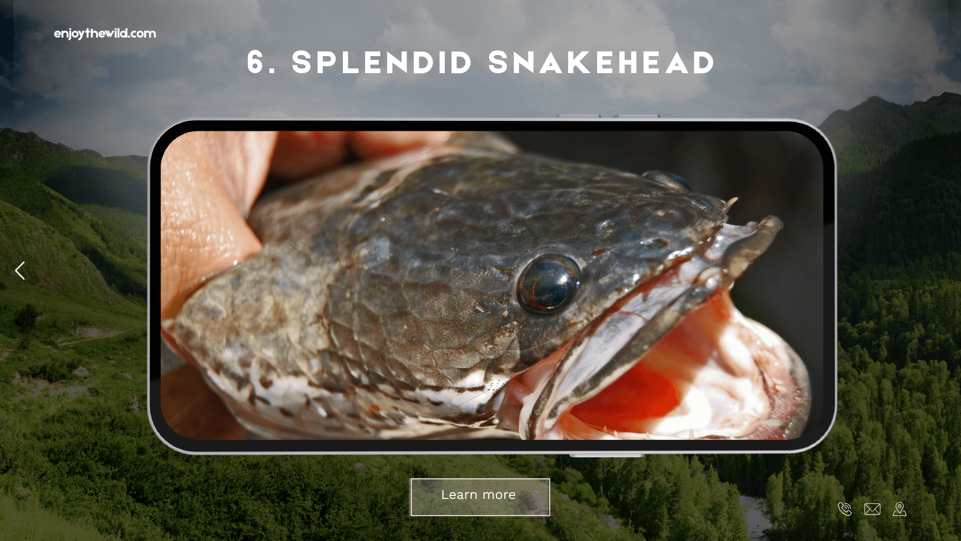 Splendid Snakehead