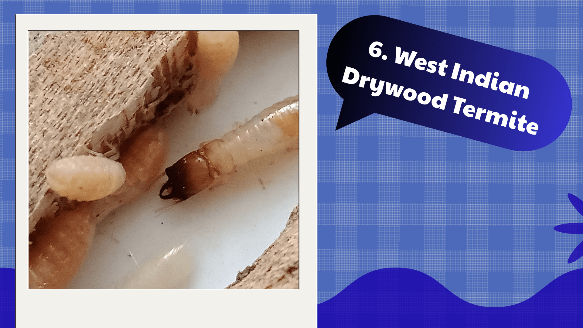 West Indian Drywood Termite