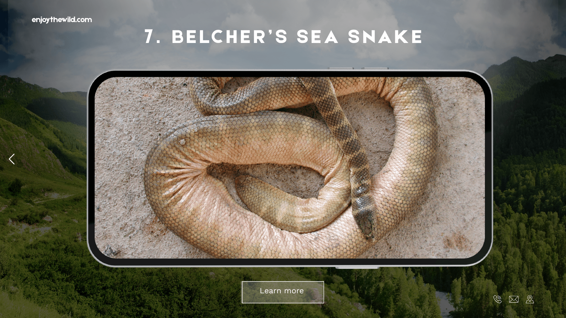 Belcher’s Sea Snake