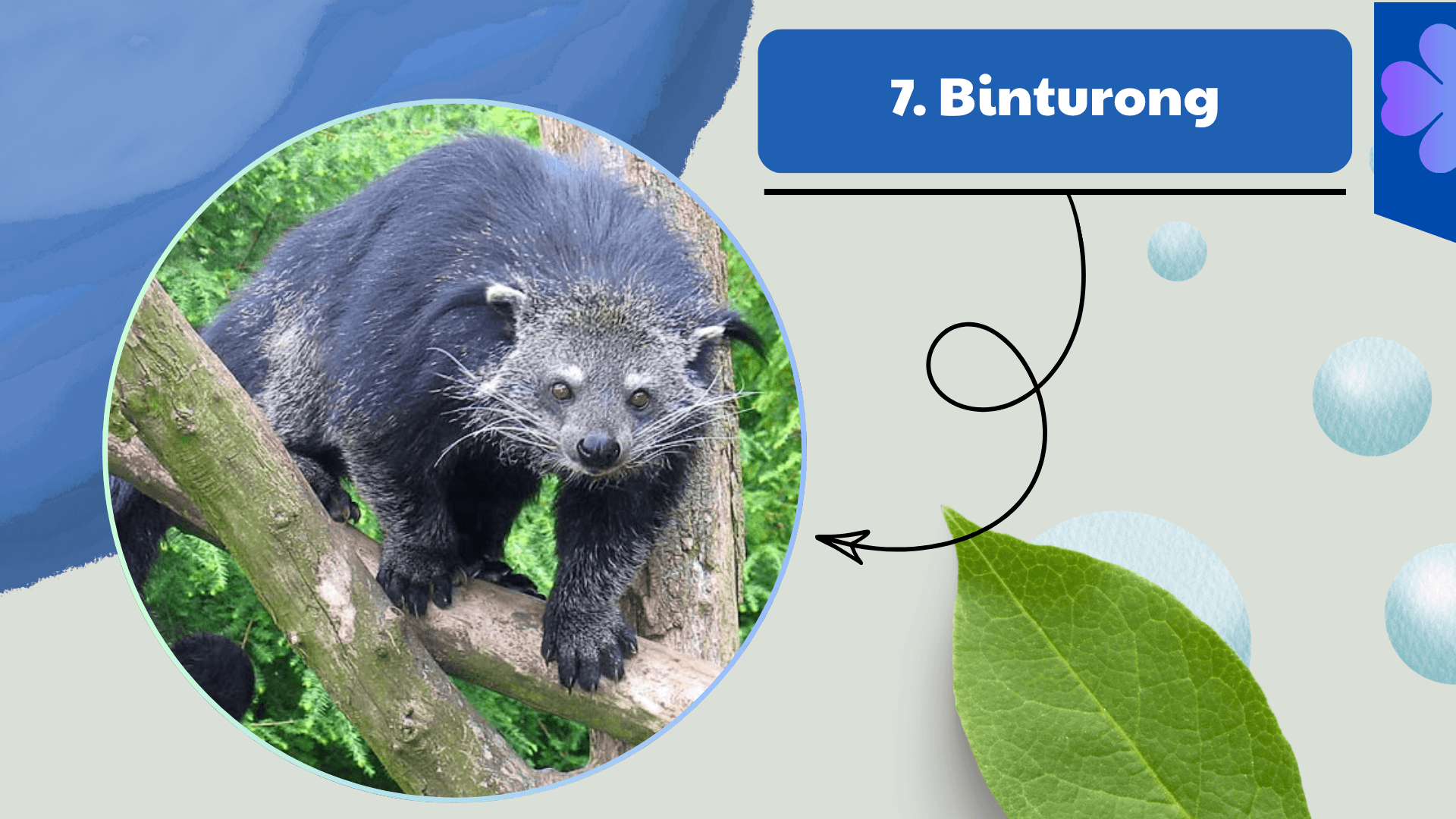 Binturong
