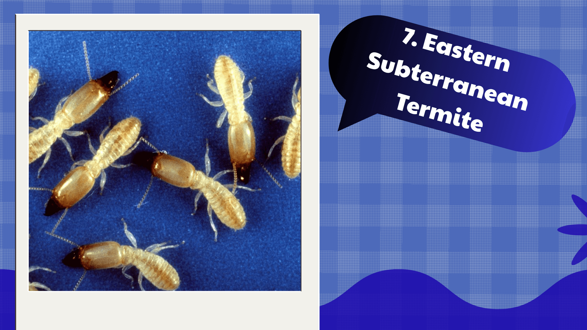 Eastern Subterranean Termite