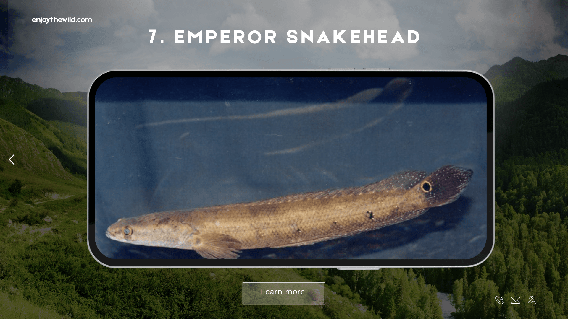 Emperor Snakehead