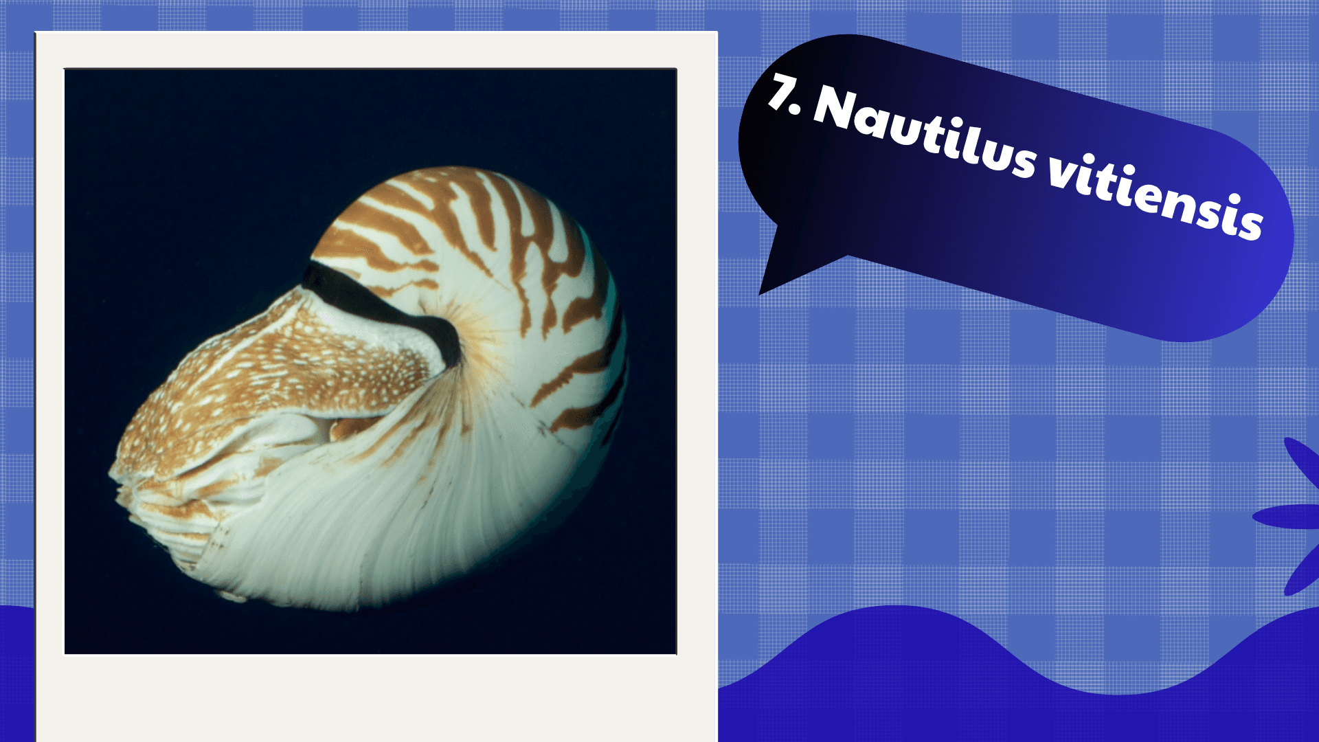Nautilus vitiensis