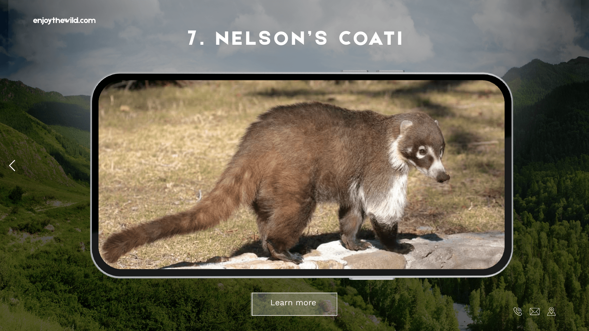 Nelson’s Coati