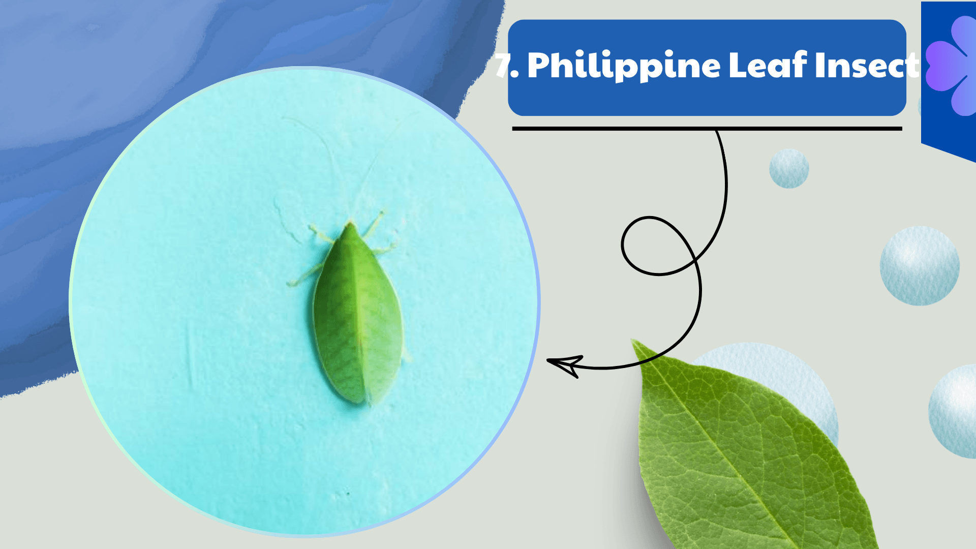 Philippine Leaf Insect