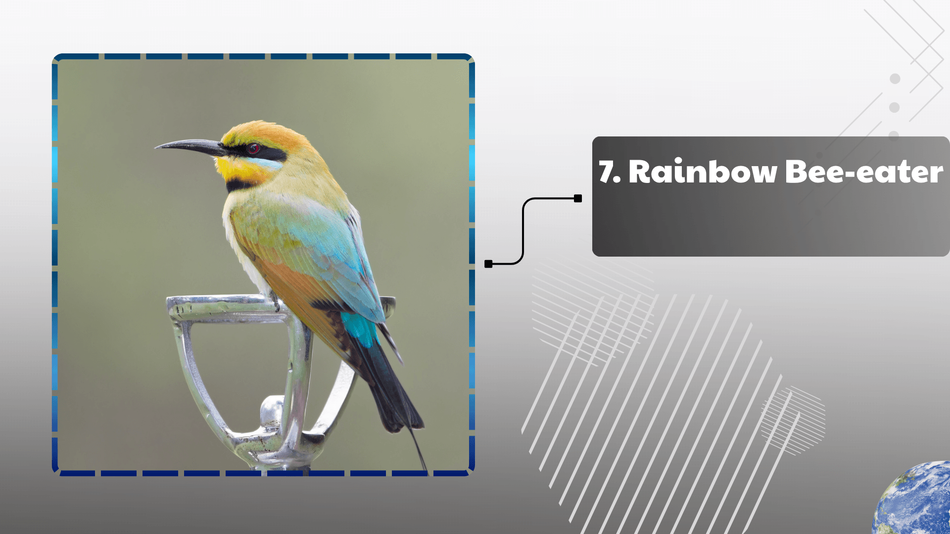 Rainbow Bee-eater


