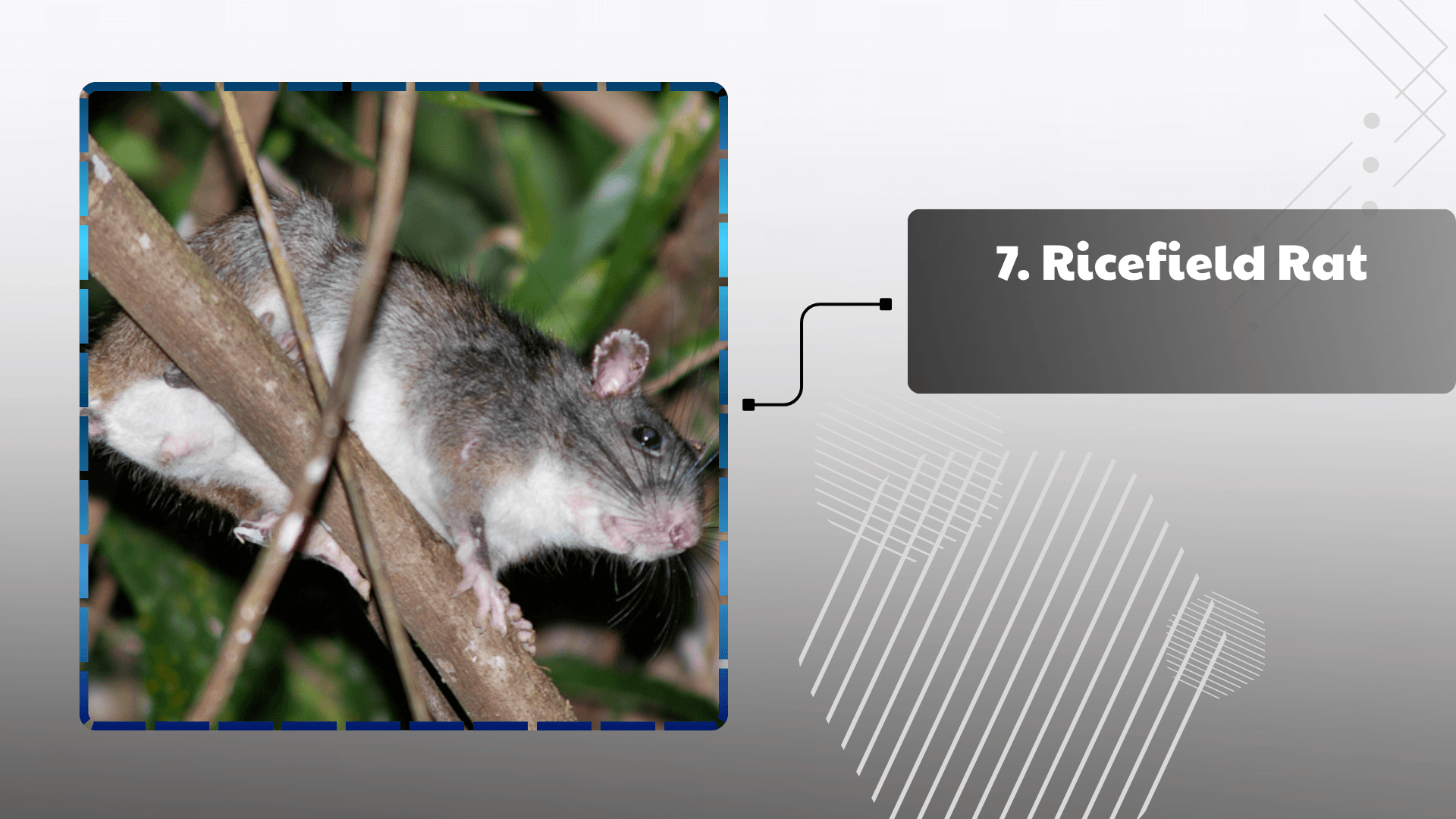 Ricefield Rat
