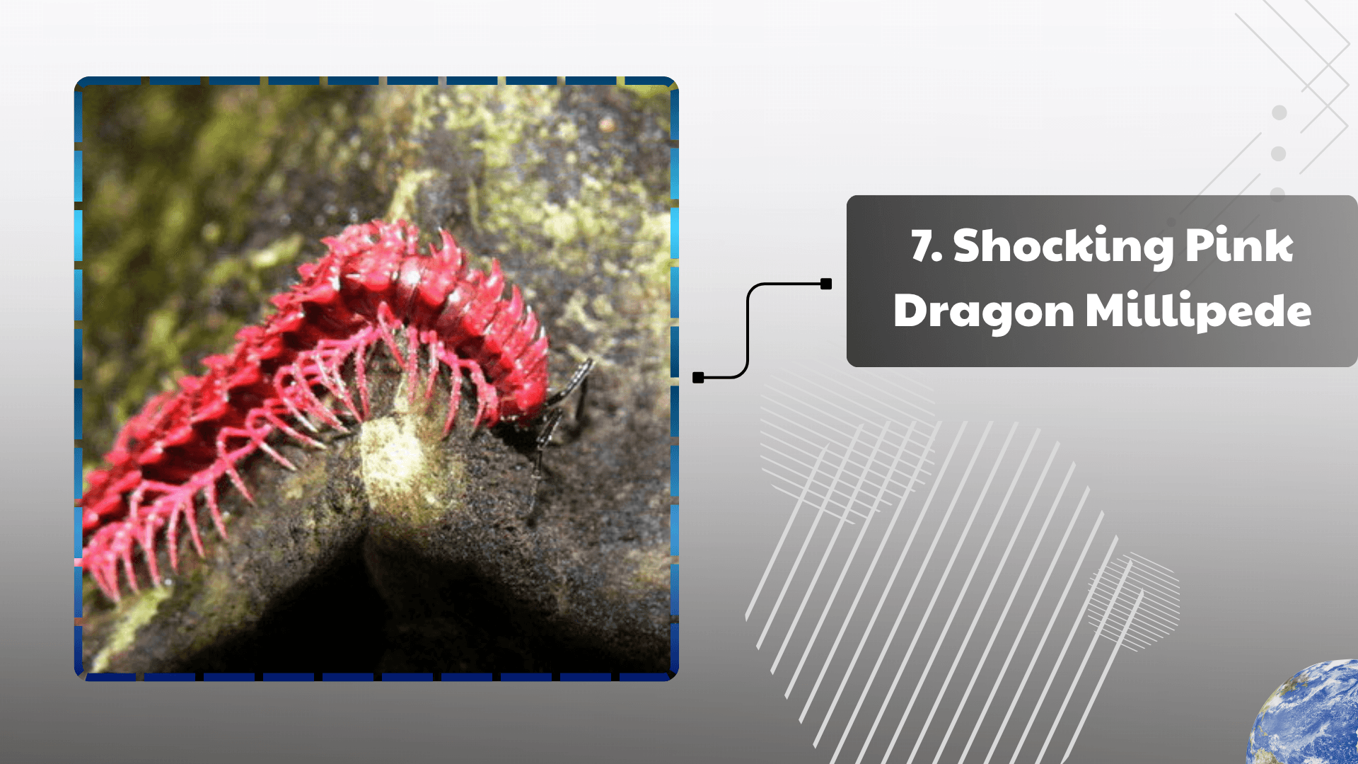Shocking Pink Dragon Millipede