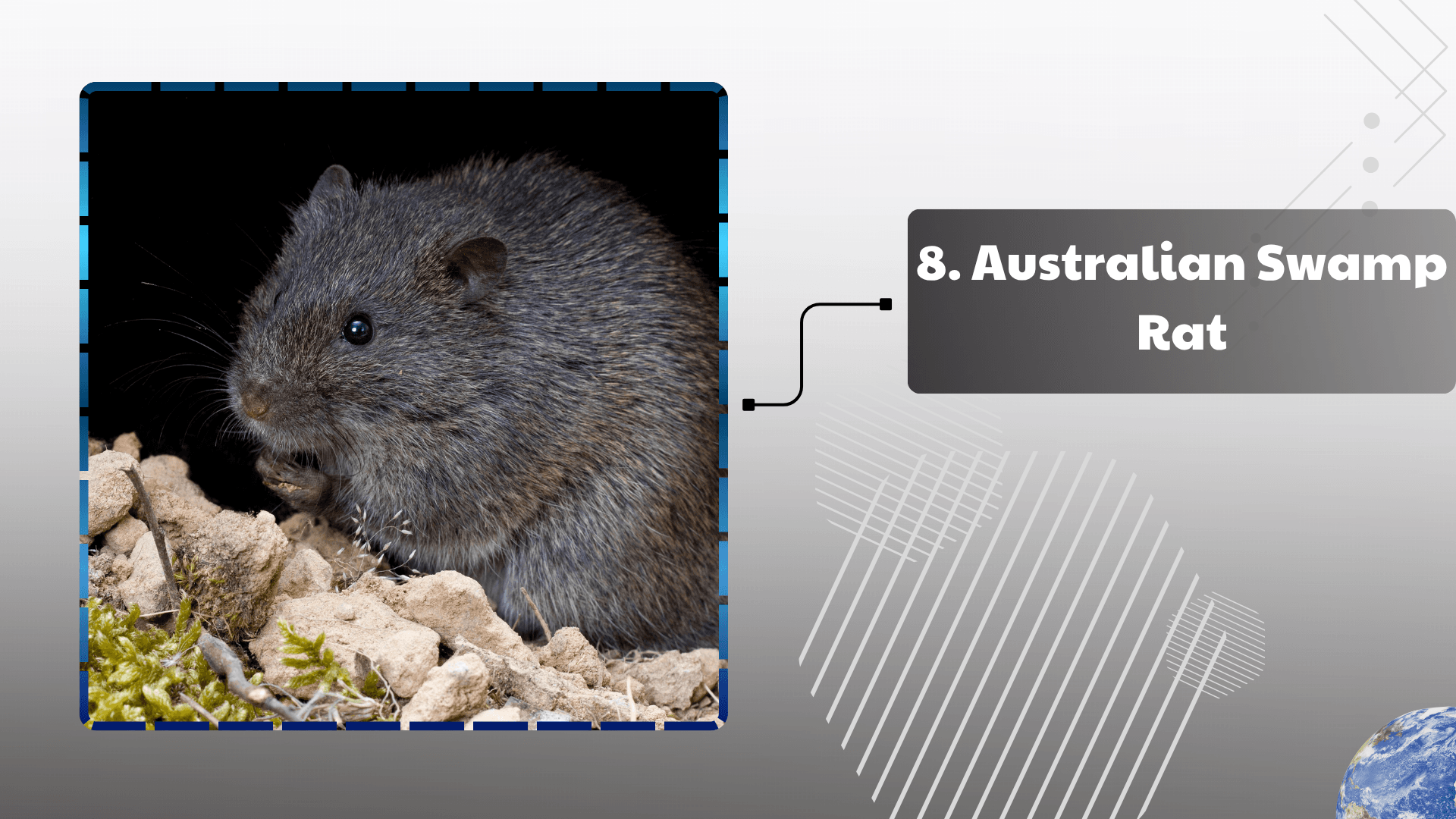 Australian Swamp Rat