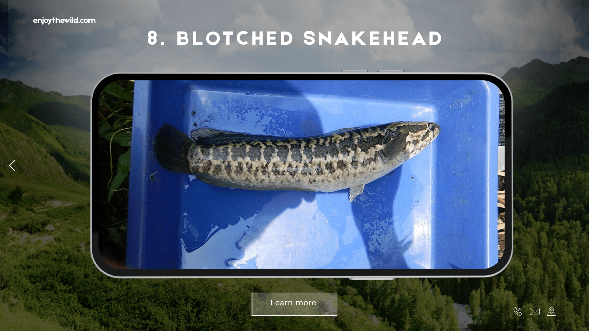 Blotched Snakehead