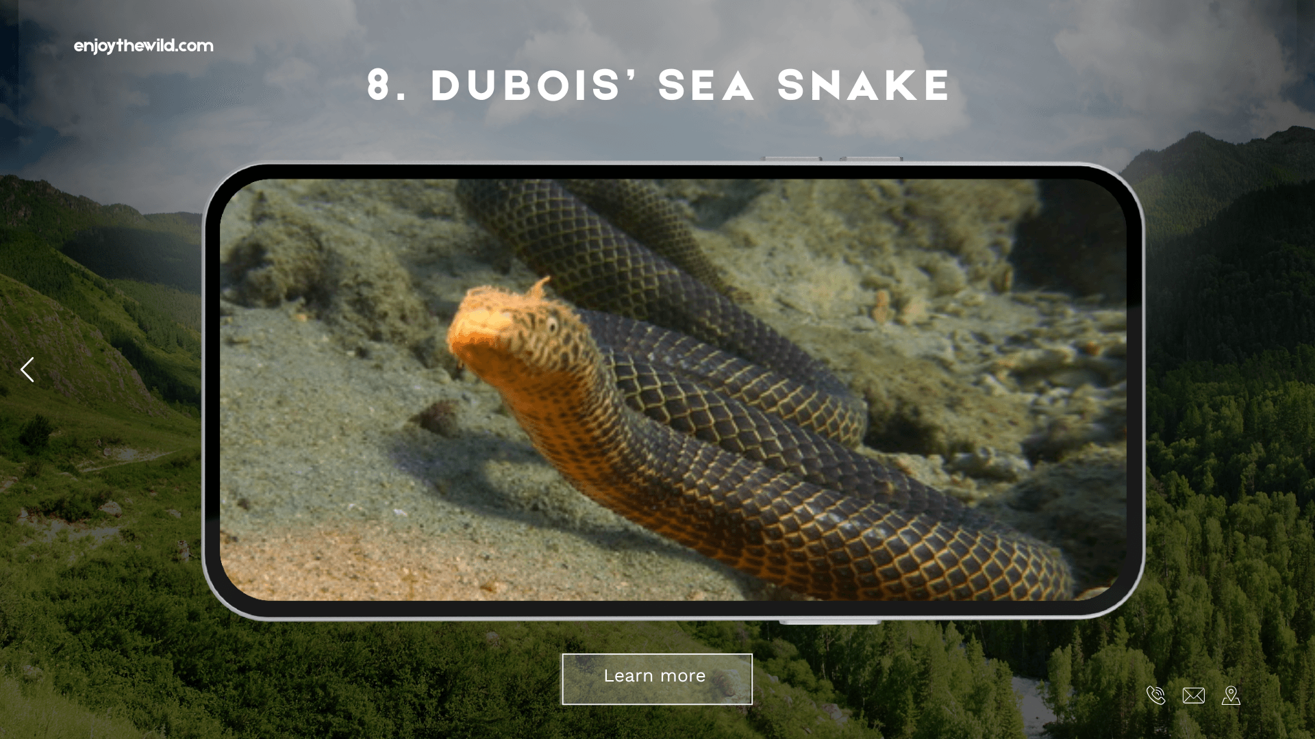 Dubois’ Sea Snake